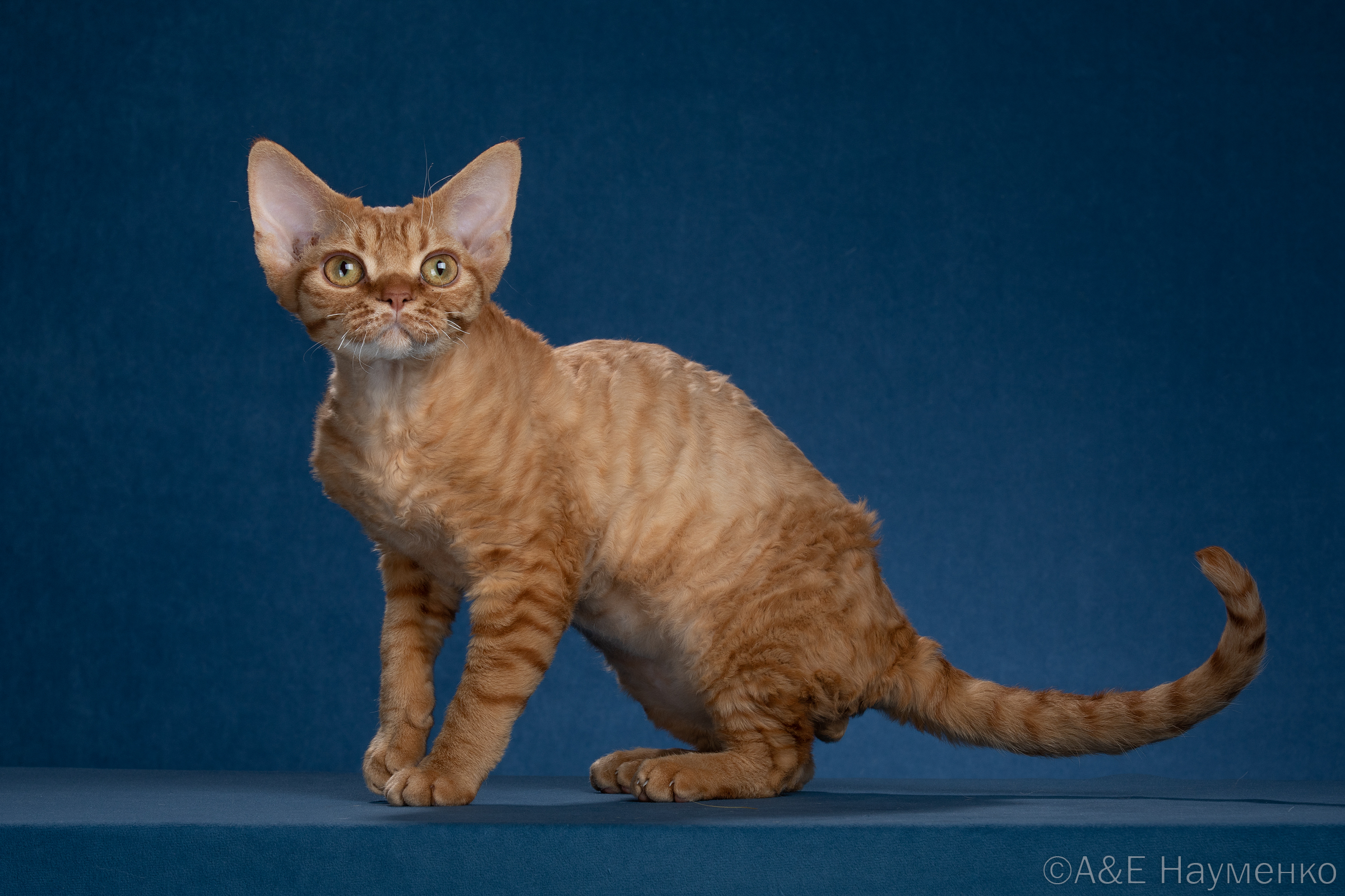 ICH. BEL WONDERLAND`S*BY X-CLUSIVE RED