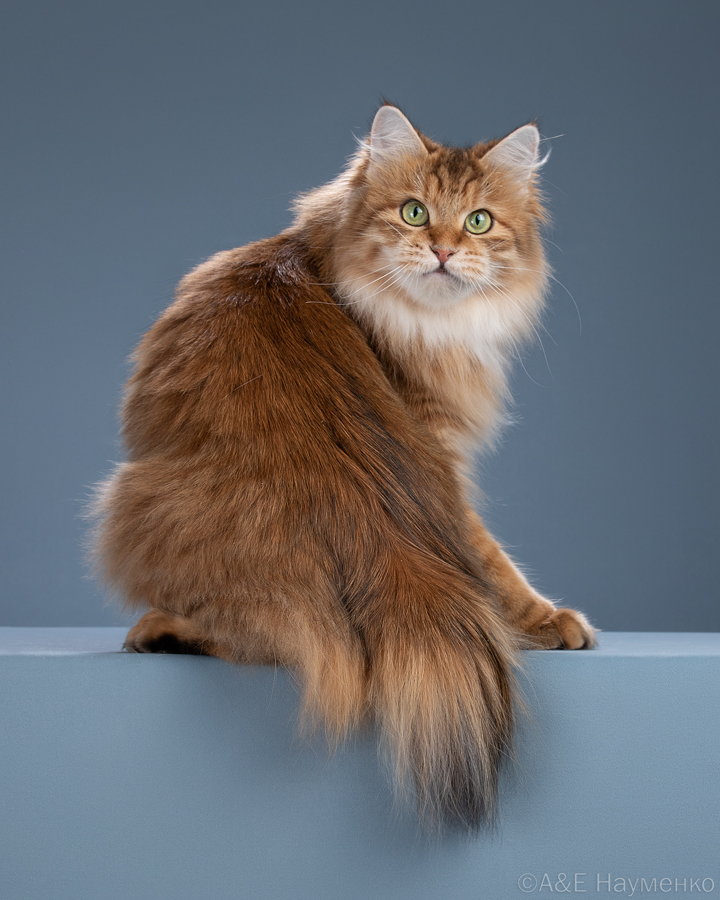 GICH. Alice Noble beast