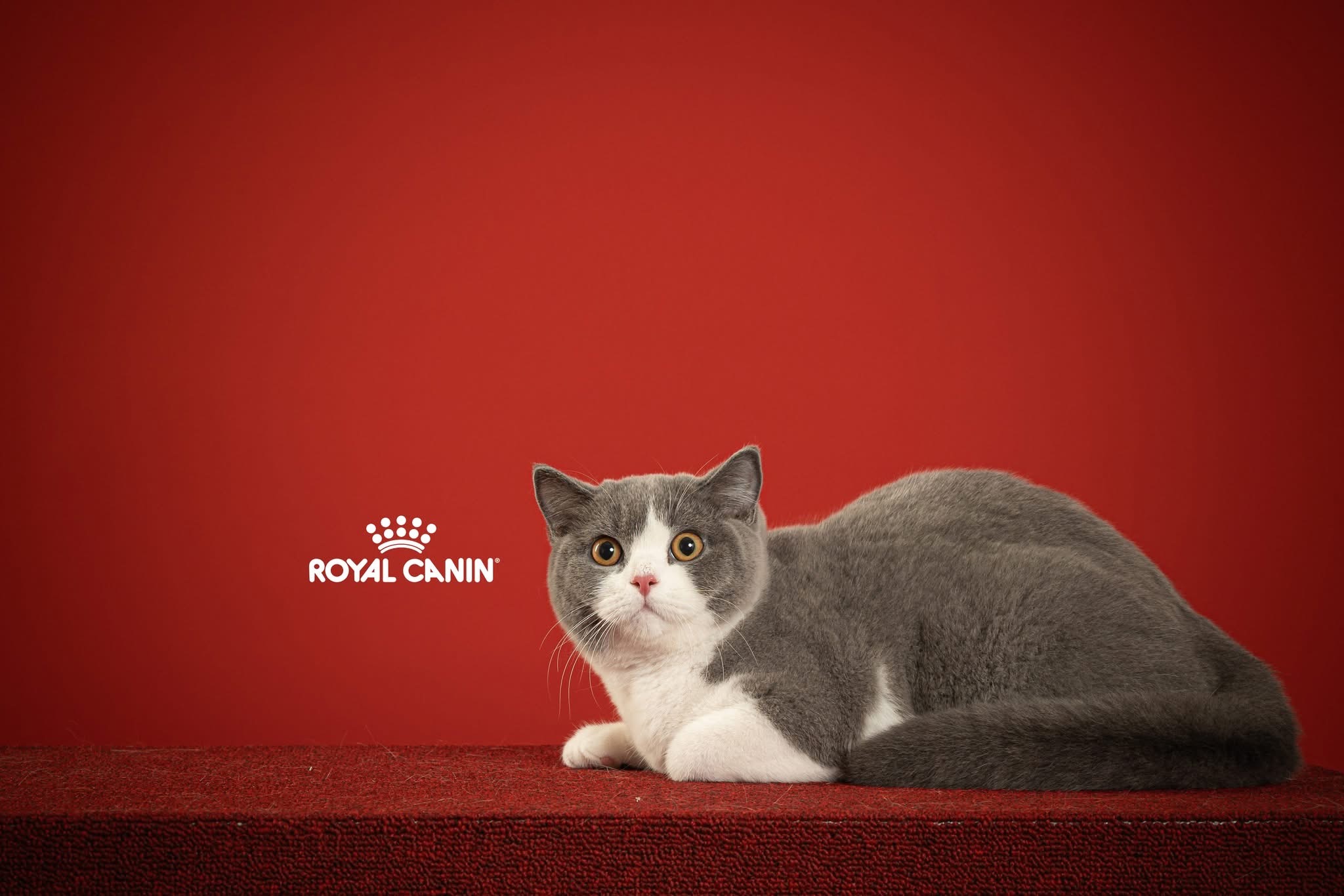 JCH. Au lait Mochi of Cocoa Clowder