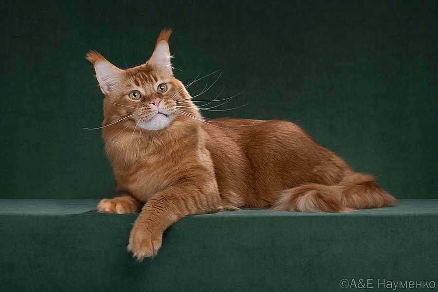 GECH. Oliver Victory