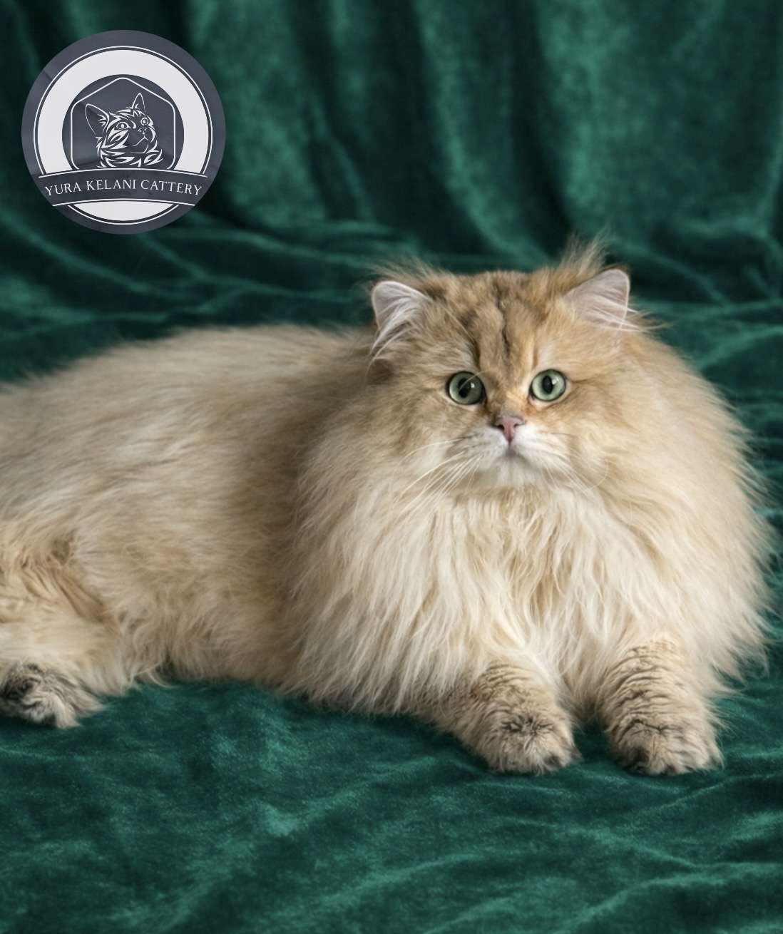 GECH. POLDARK MAGIC LOVE