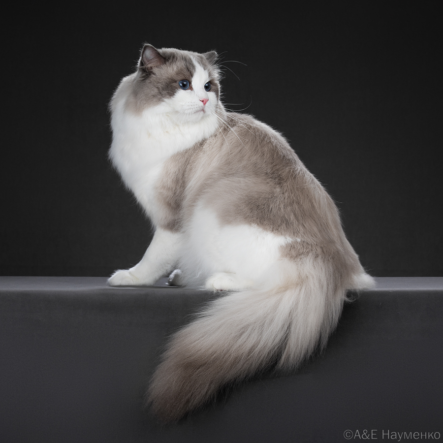 WCH. CLARADERINE'S ARVIN POOH