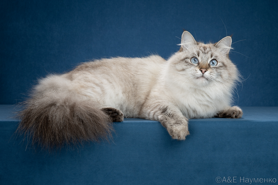 CH. Vasilisa Even more Fedi