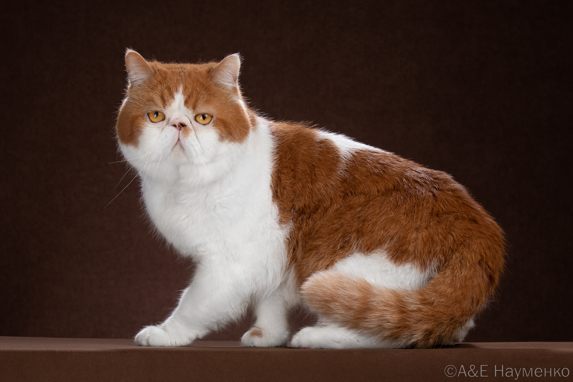 ECH. Siegreigh Sultan Suleyman