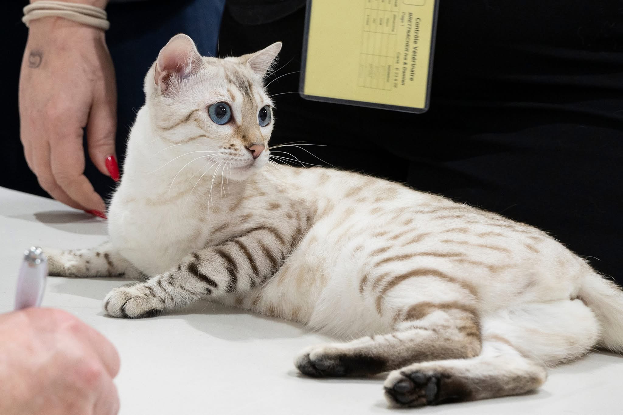 Master, ICH. BW'25 NW'25 MIO.DOLLAR.BABY IVORY OF WILD & SWEET