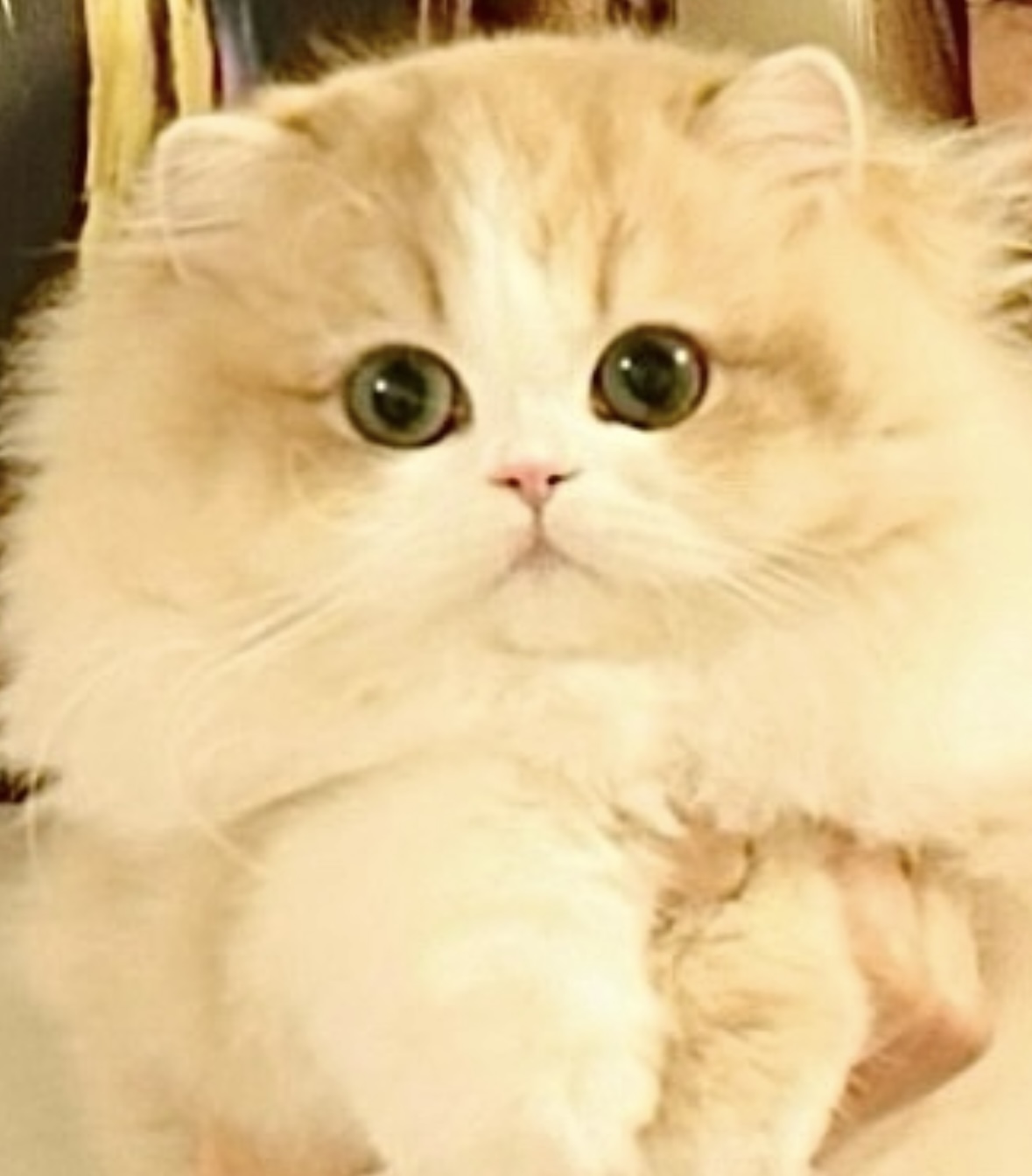 Vero Luxurious Freya