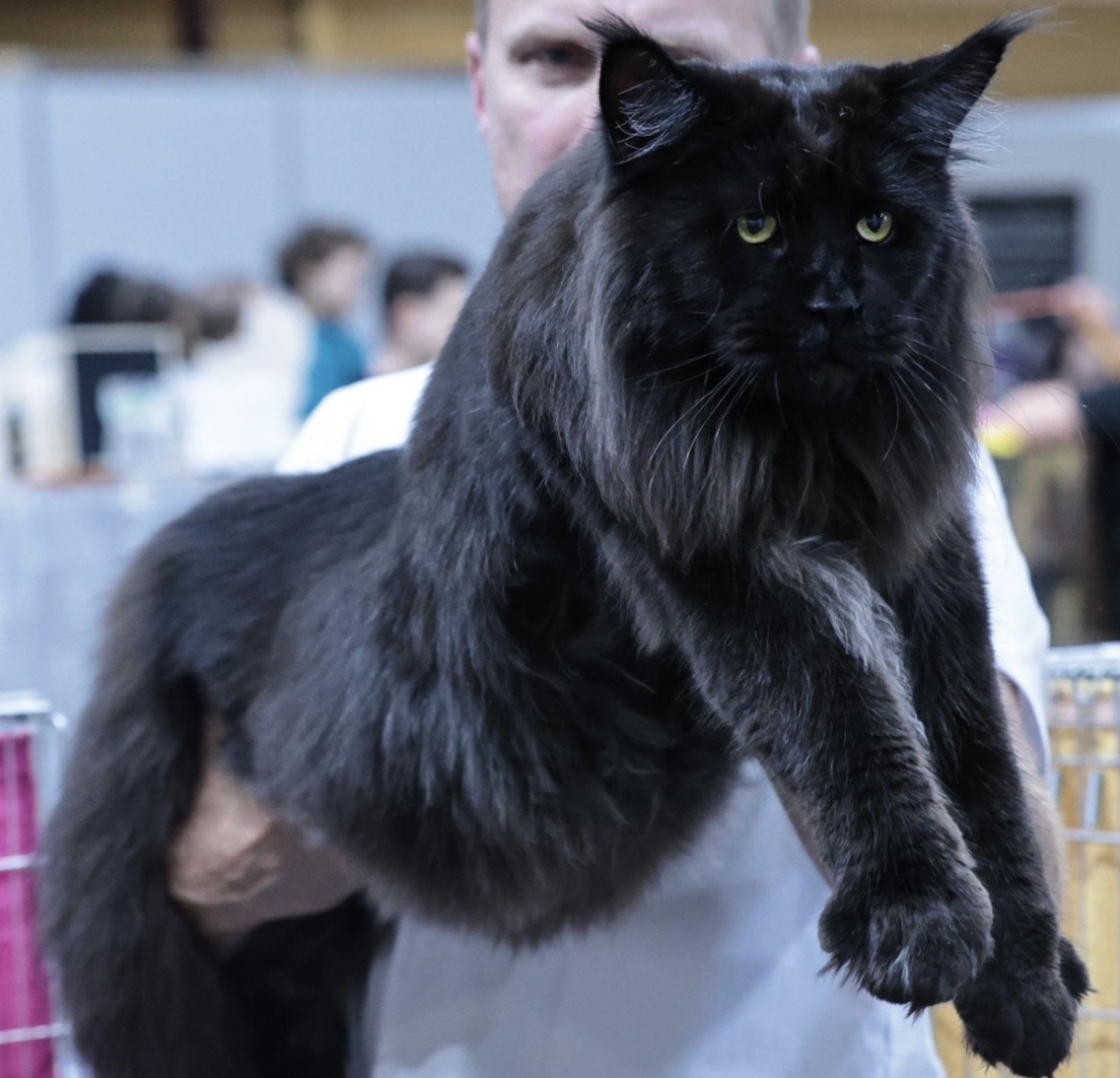 Obermoon Black Magic