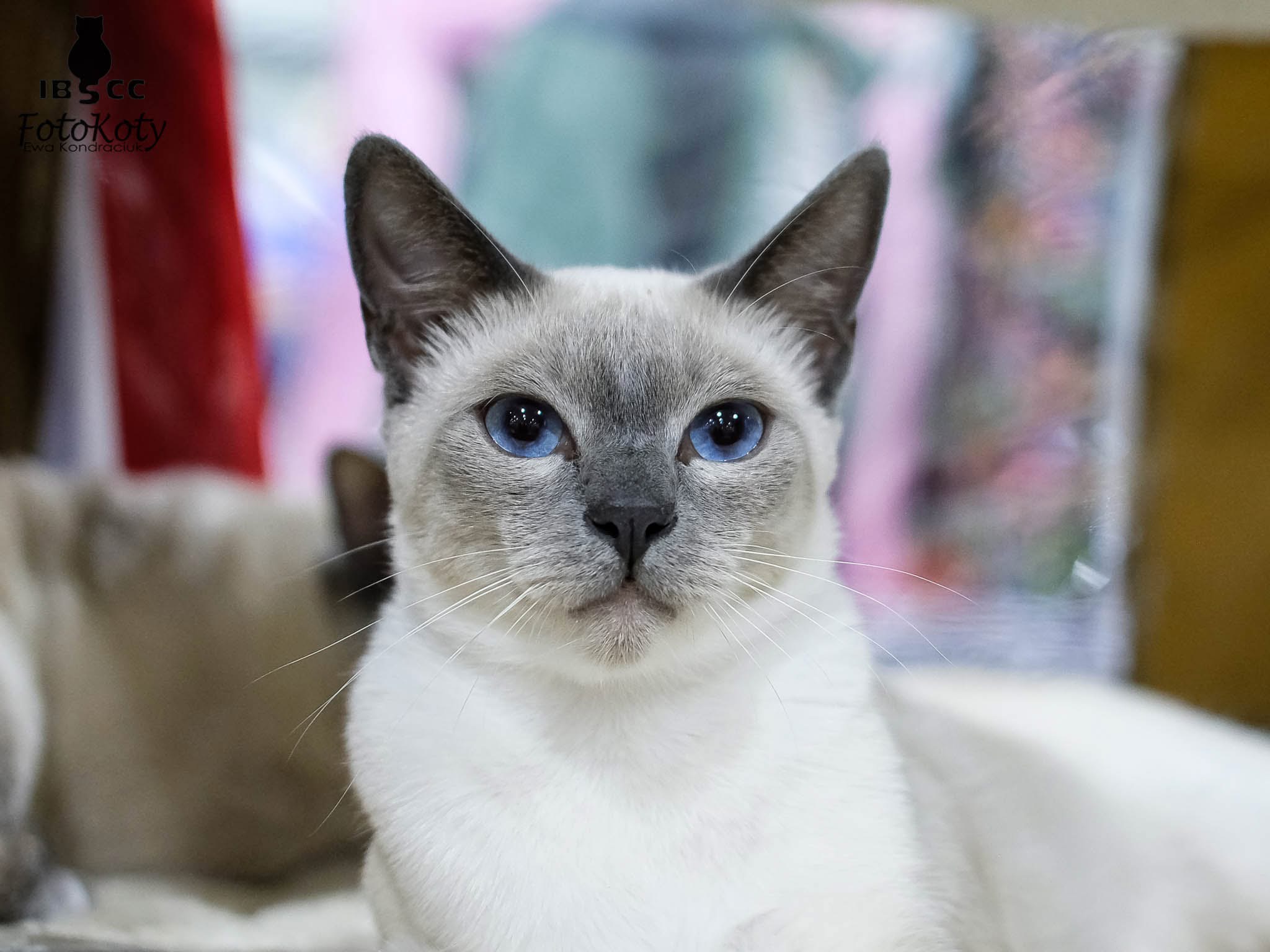 JCH. Glanfulness Elsako of Felitonki