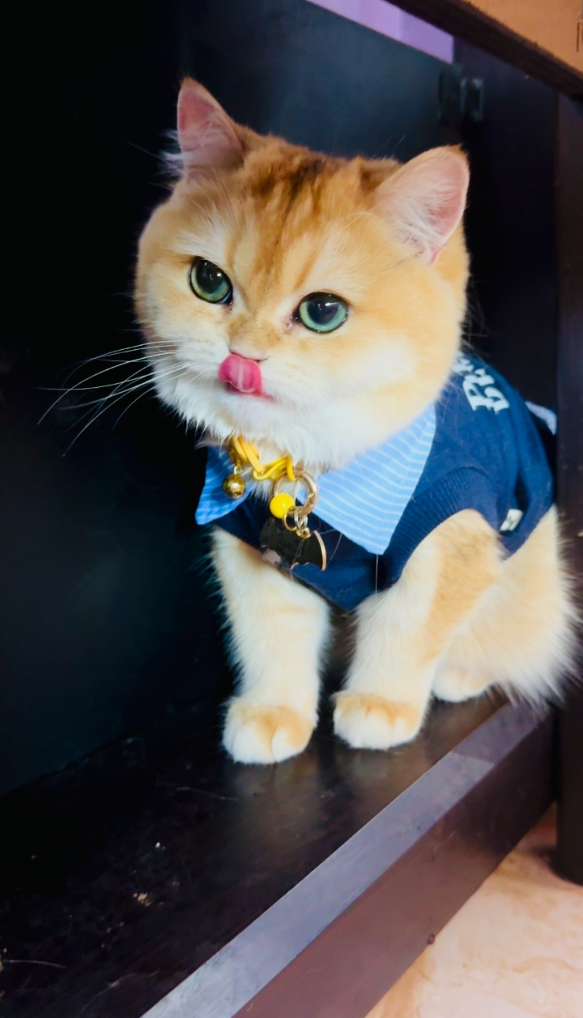 CH. Bonita Temple Of The King