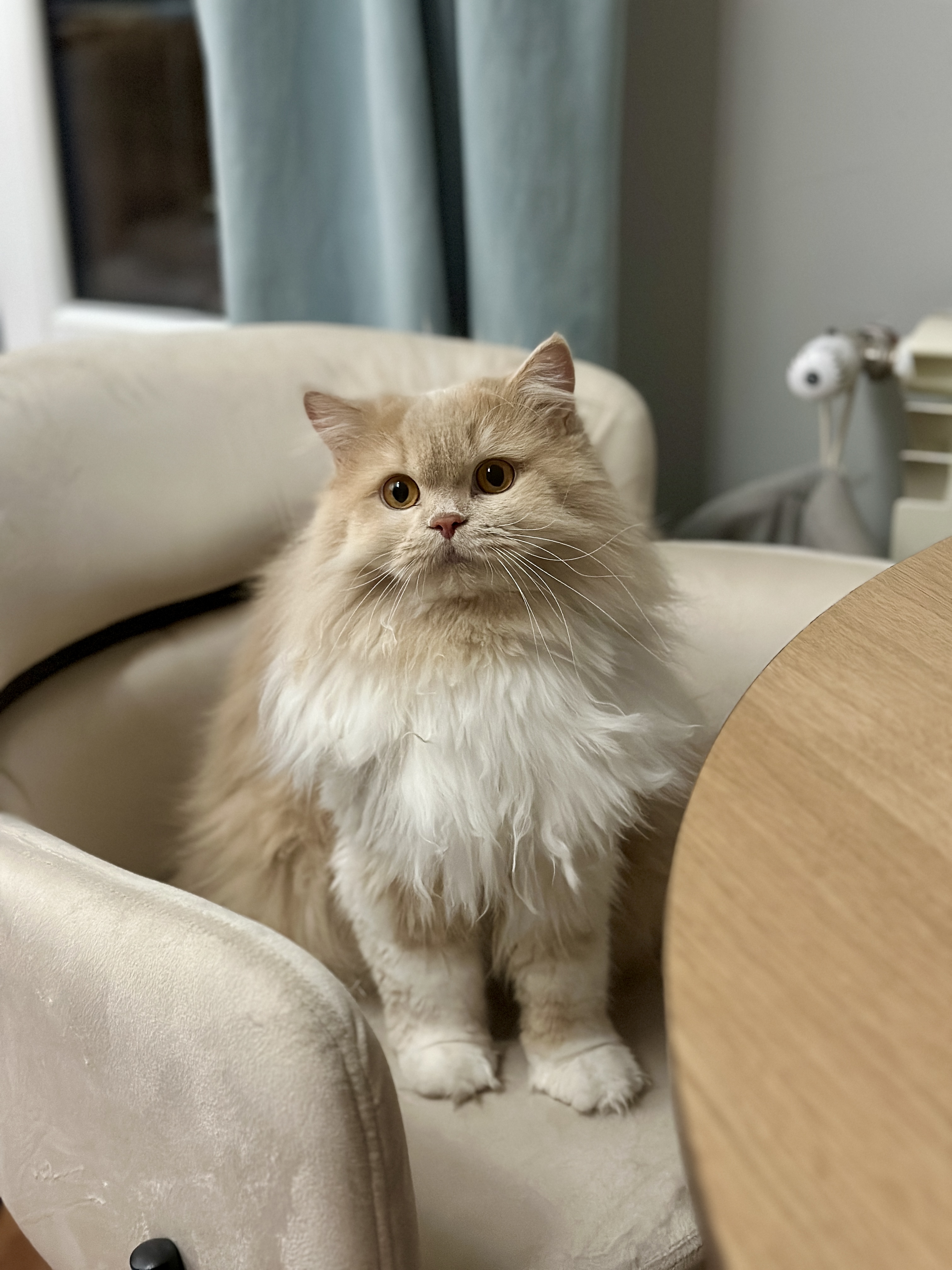 Iselin Royal Lilac*PL