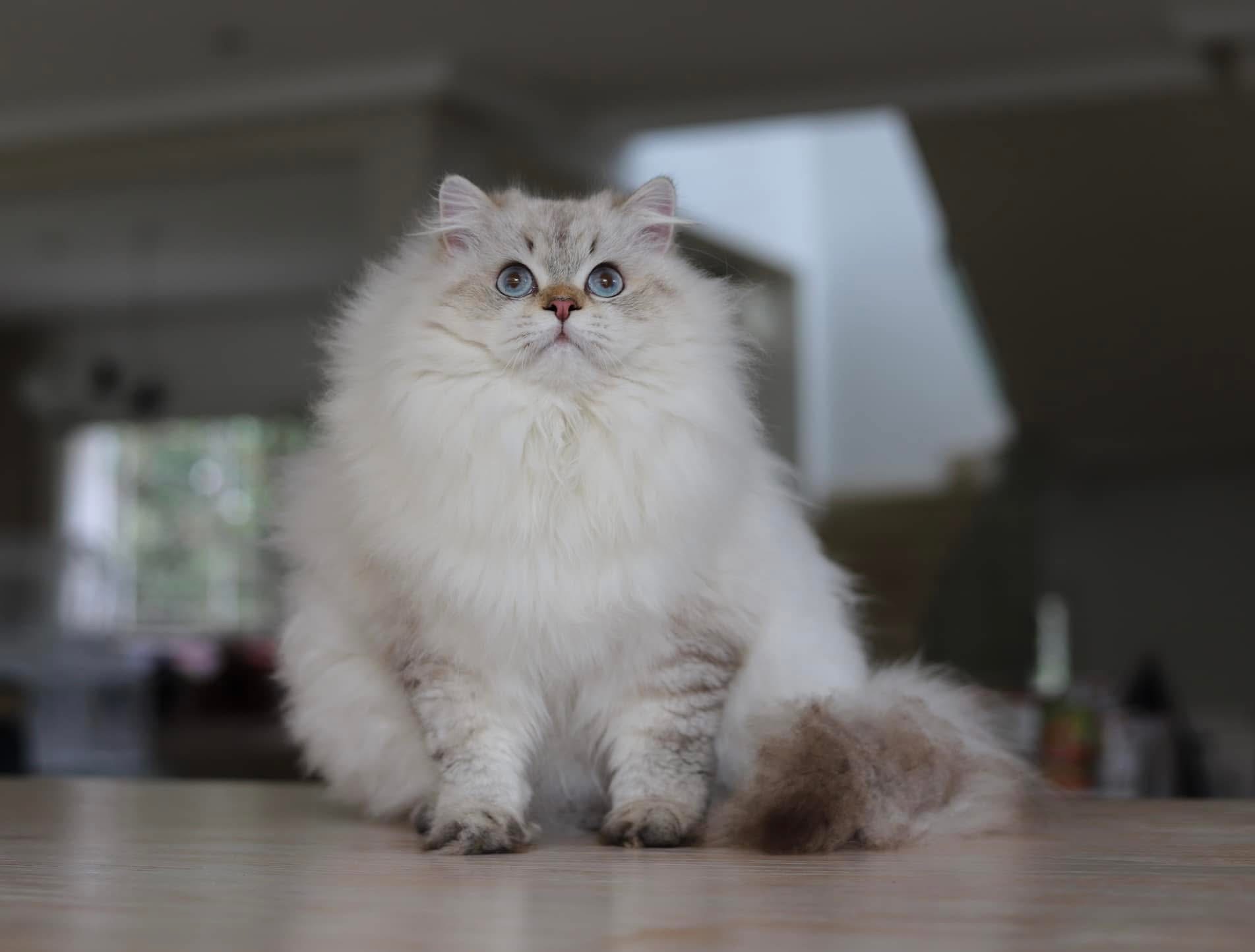 Ch. Zion Got Premium