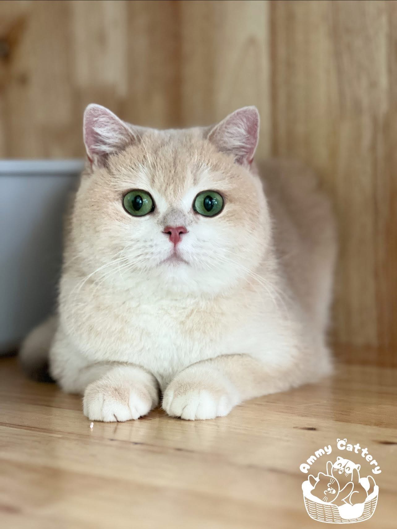 Little Cute  Fu Jin