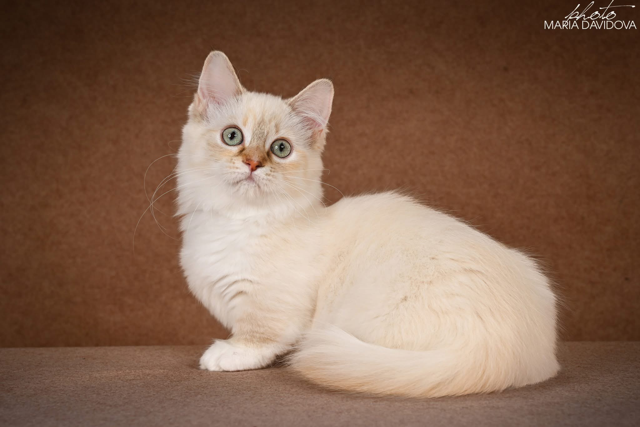 Master Davidoff’s*UA Slava of Il Tempio di Bastet