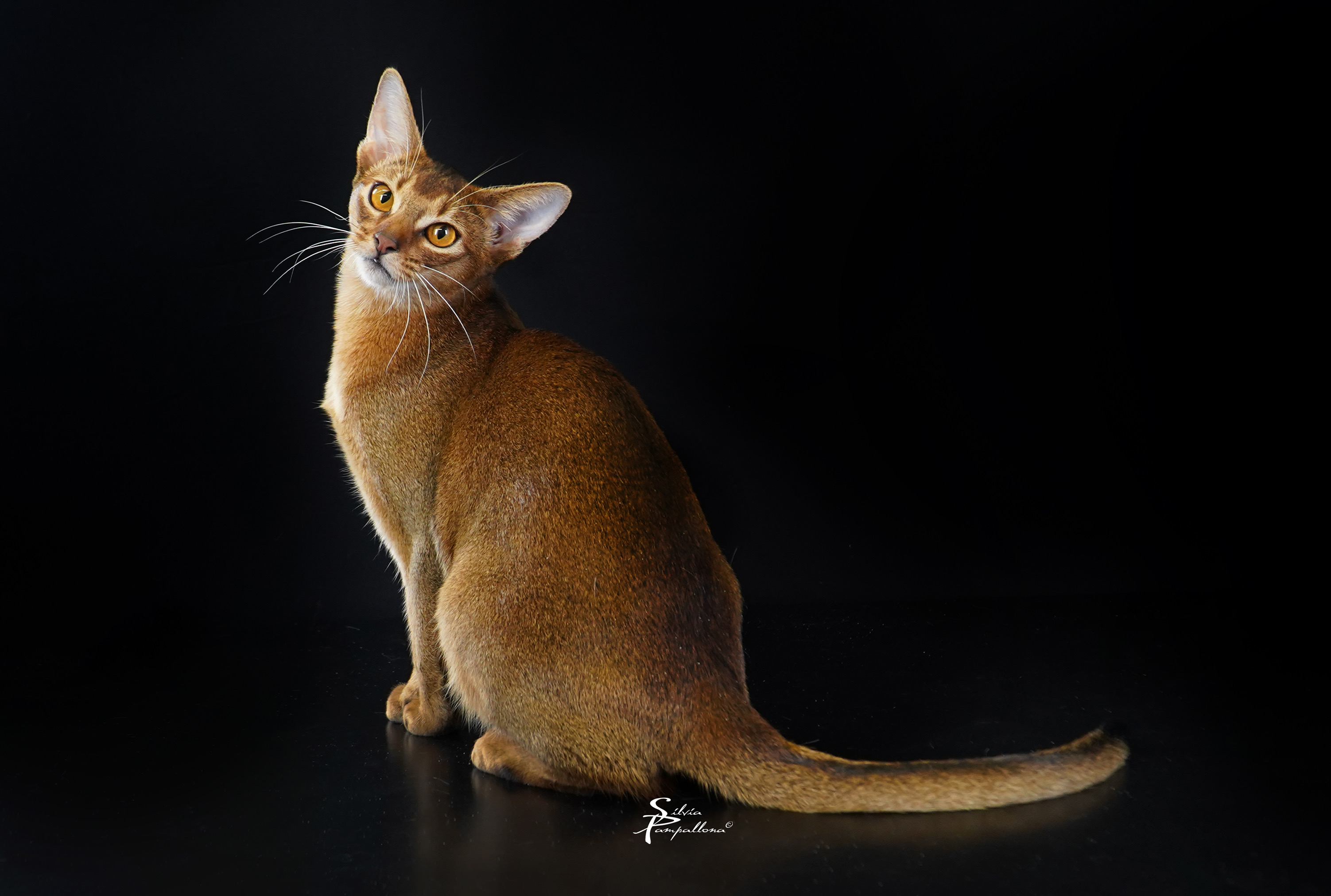 JCH. Freya Zimtpfote *AT