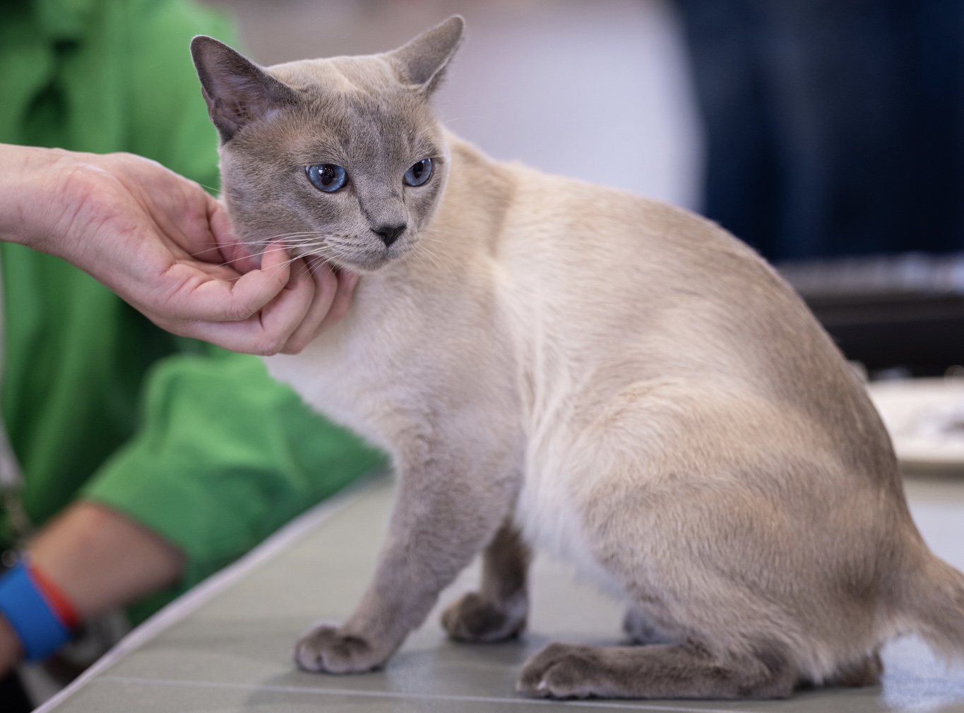 ECH. Tonkville Victor Grey of Felitonki