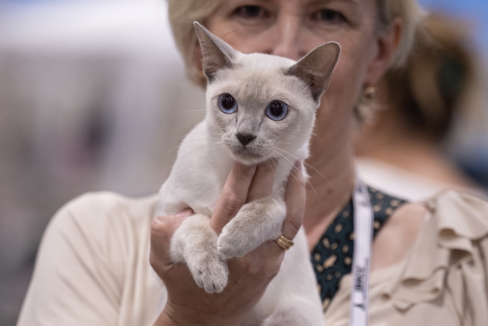 ICH. Felitonki Kiara