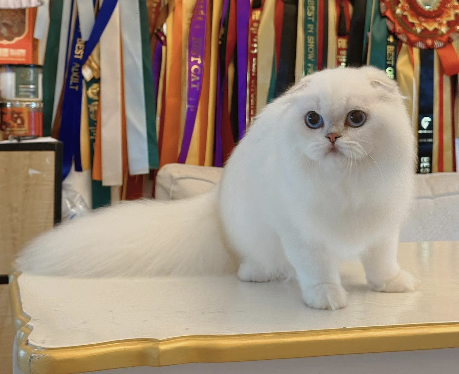 The Cassette’s FMochi