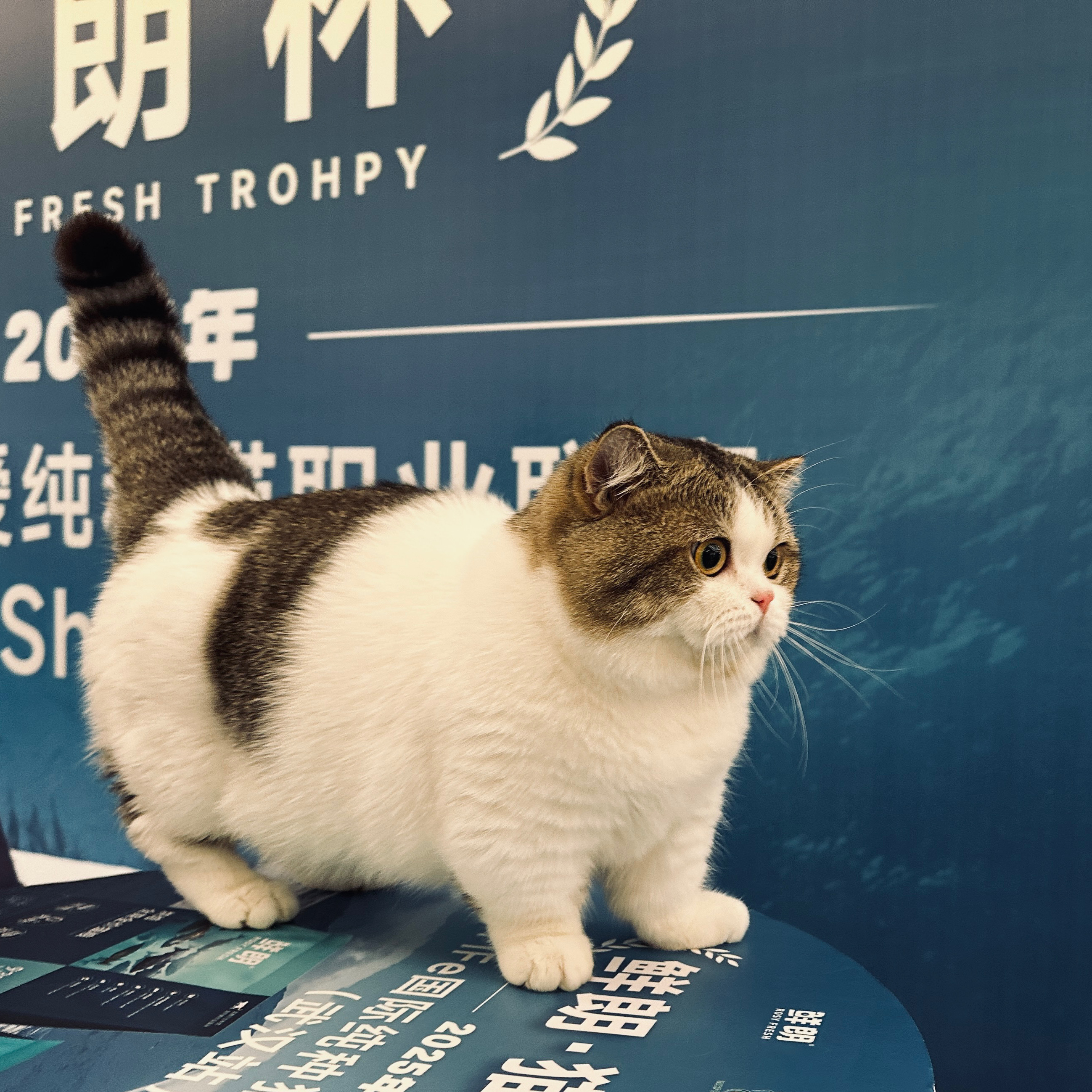 Pepito's waltz' Adidas