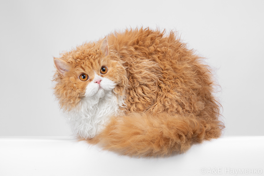 GICH. Markovka Castel Stown*BE