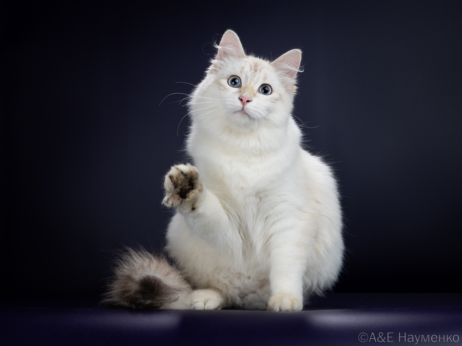 KCH. Eva Even more Fedi