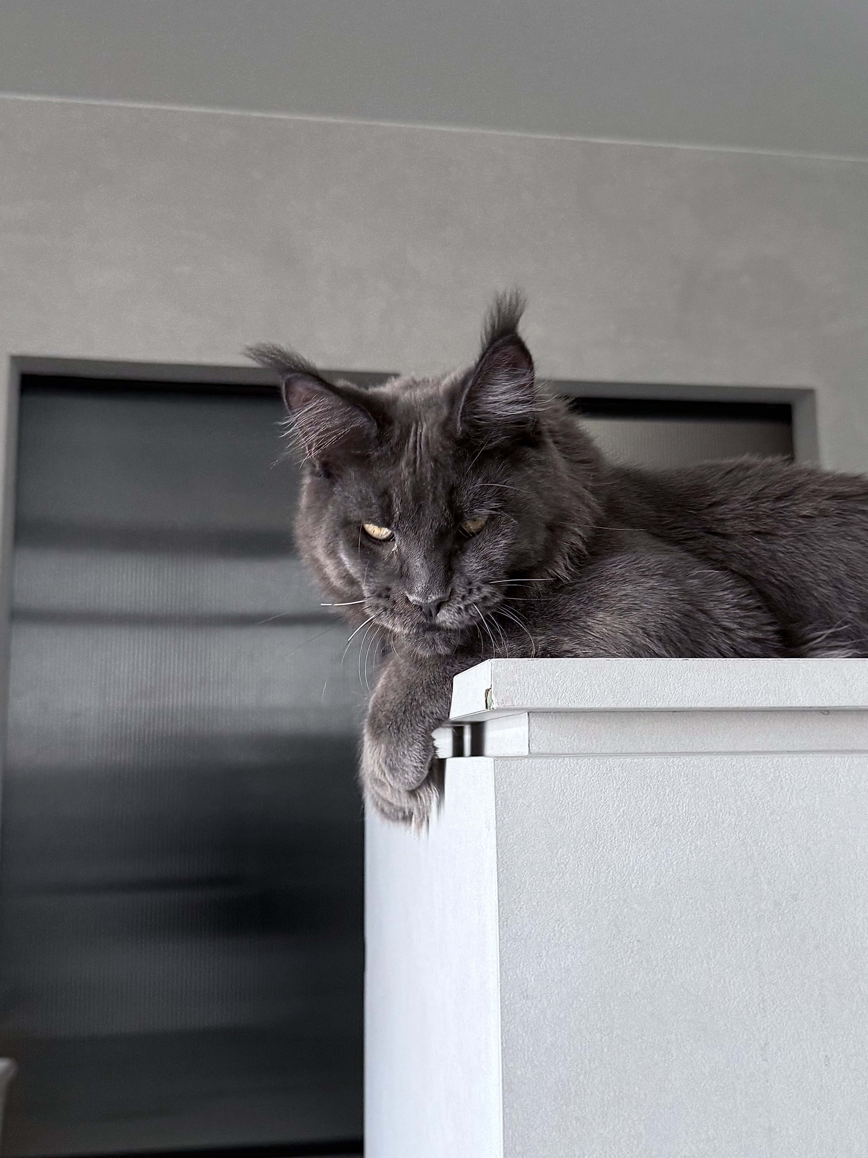 Wild Habitat*TH CaEl