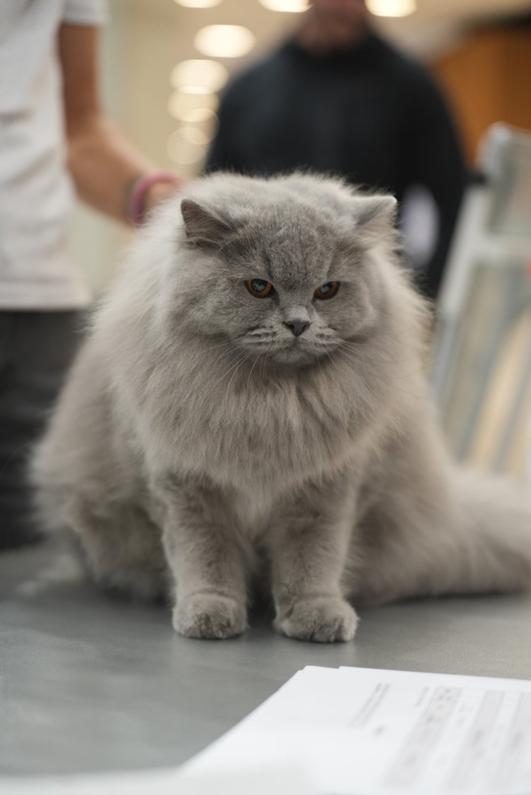 CH. Jingle Bell Britz Helios