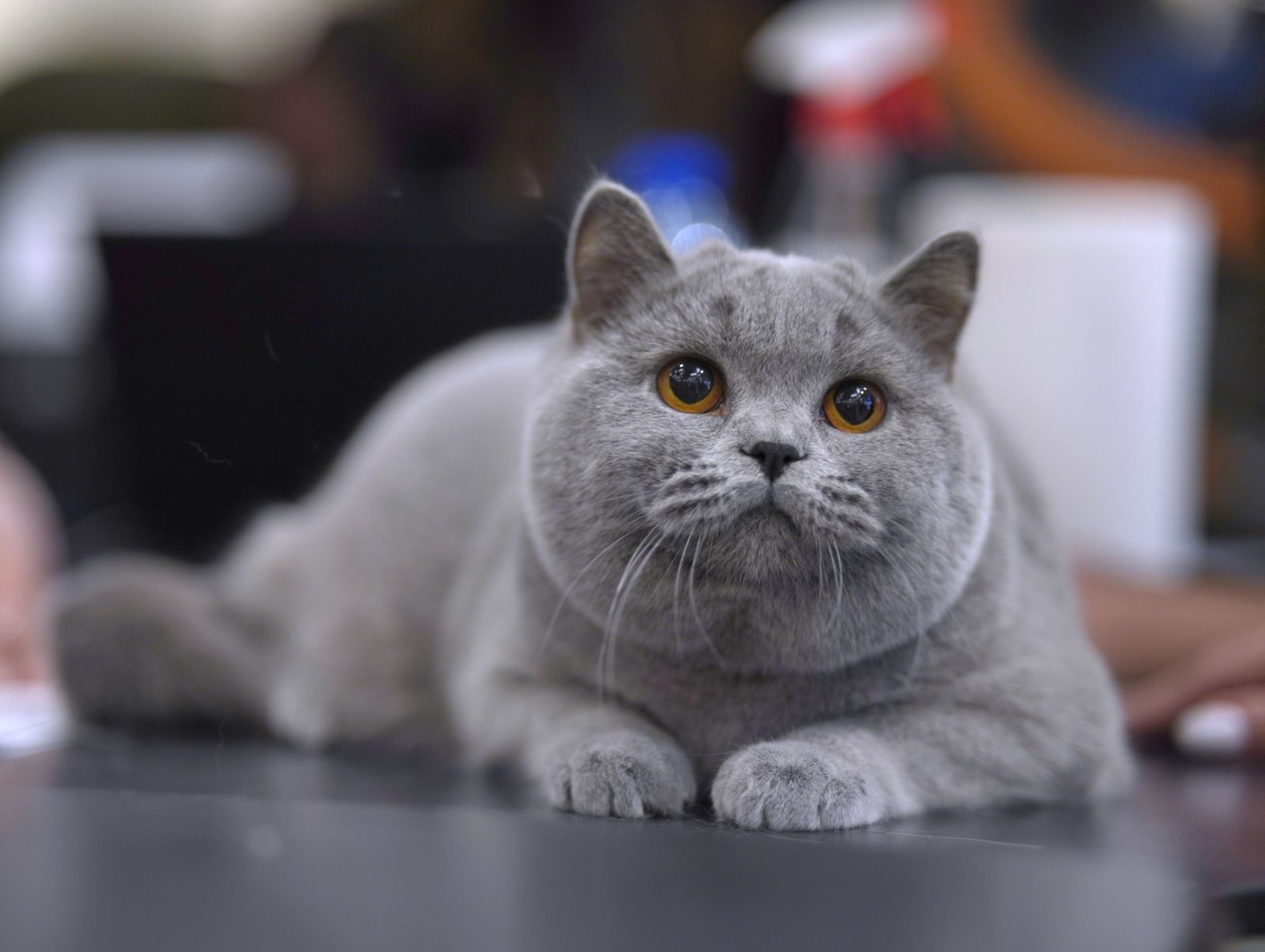 CH. Marco Britz Helios