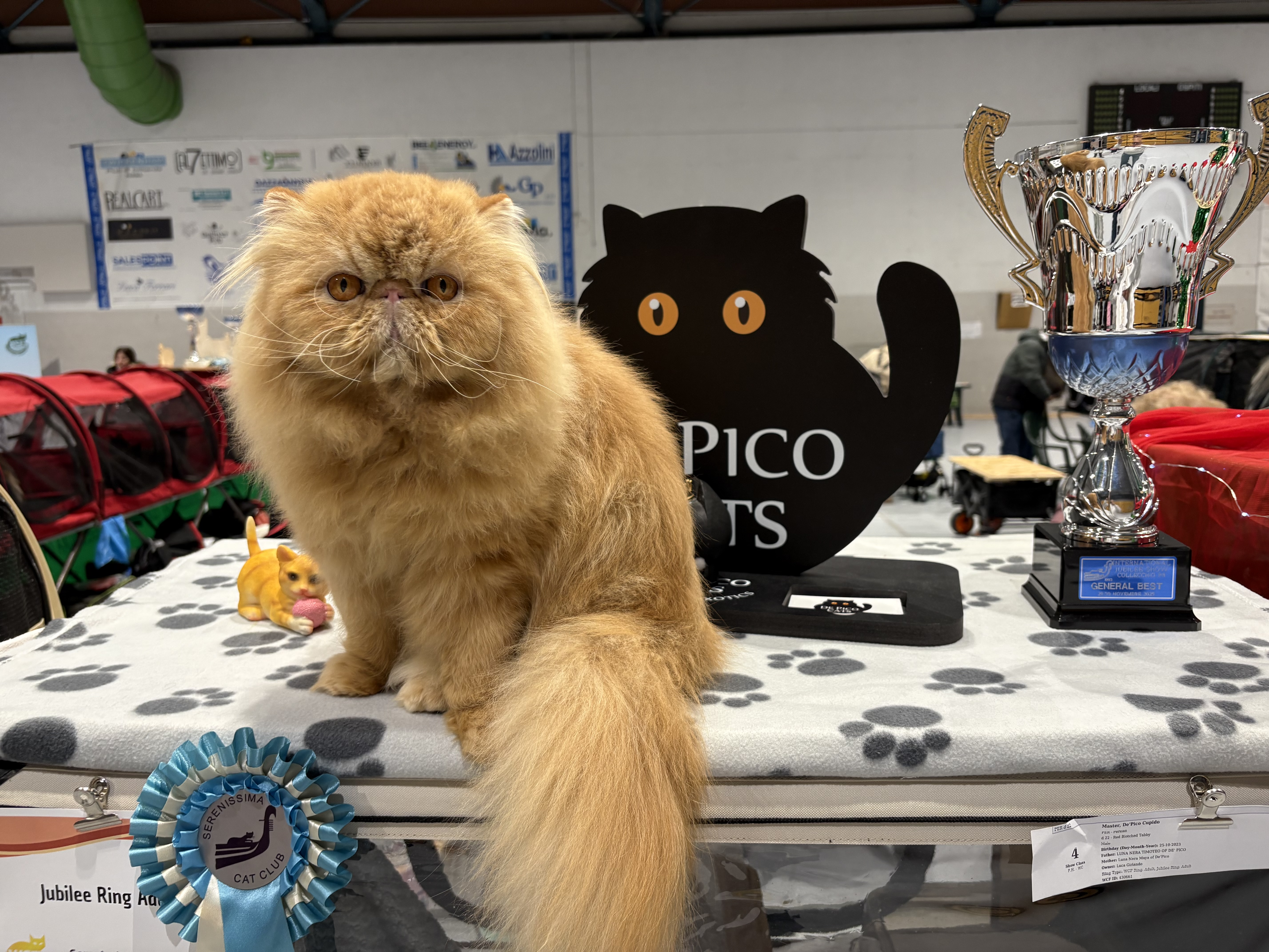 Master, WCH. Master, De'Pico Cupido