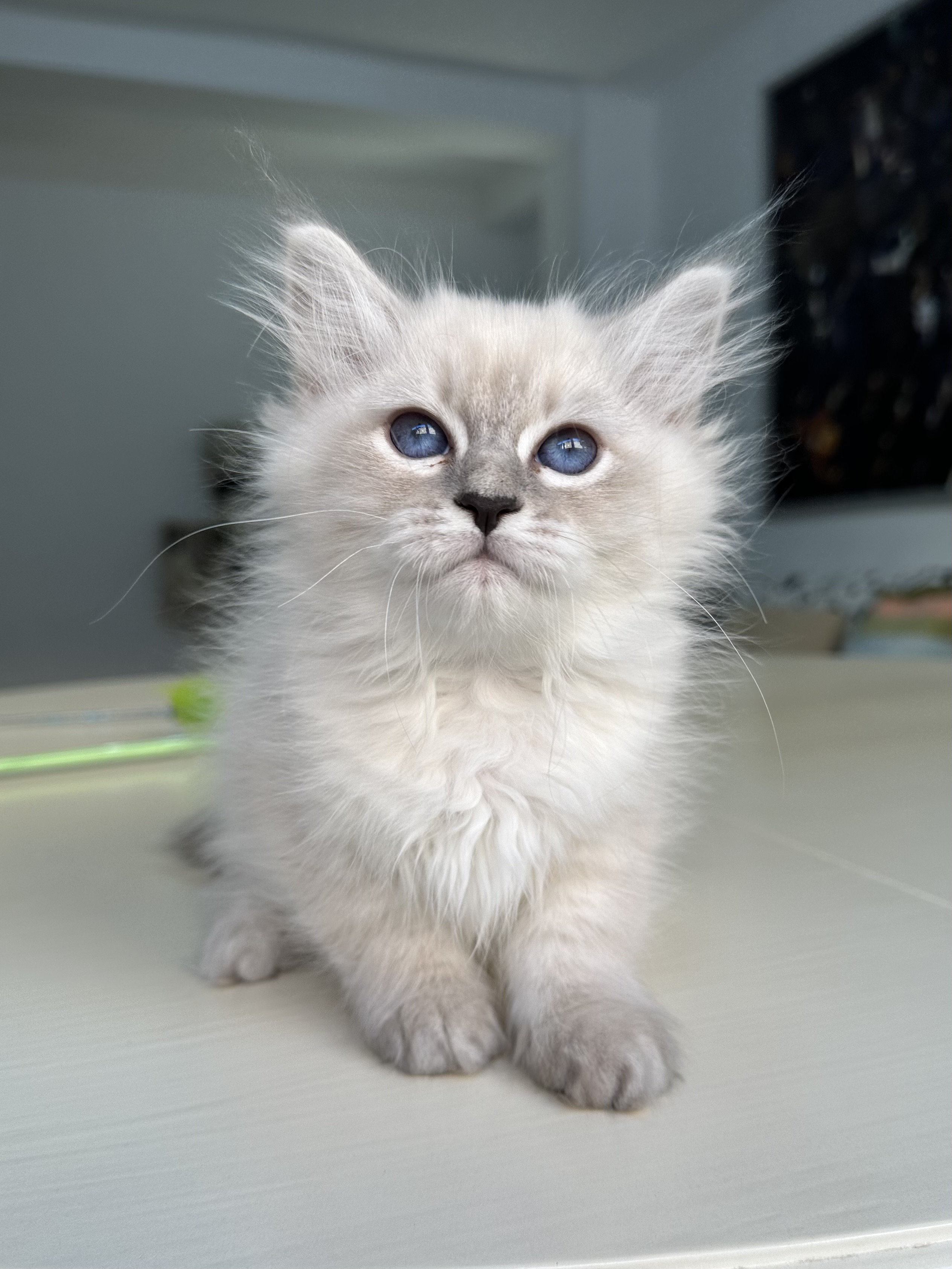 Osen  BaLaVi de Siberia