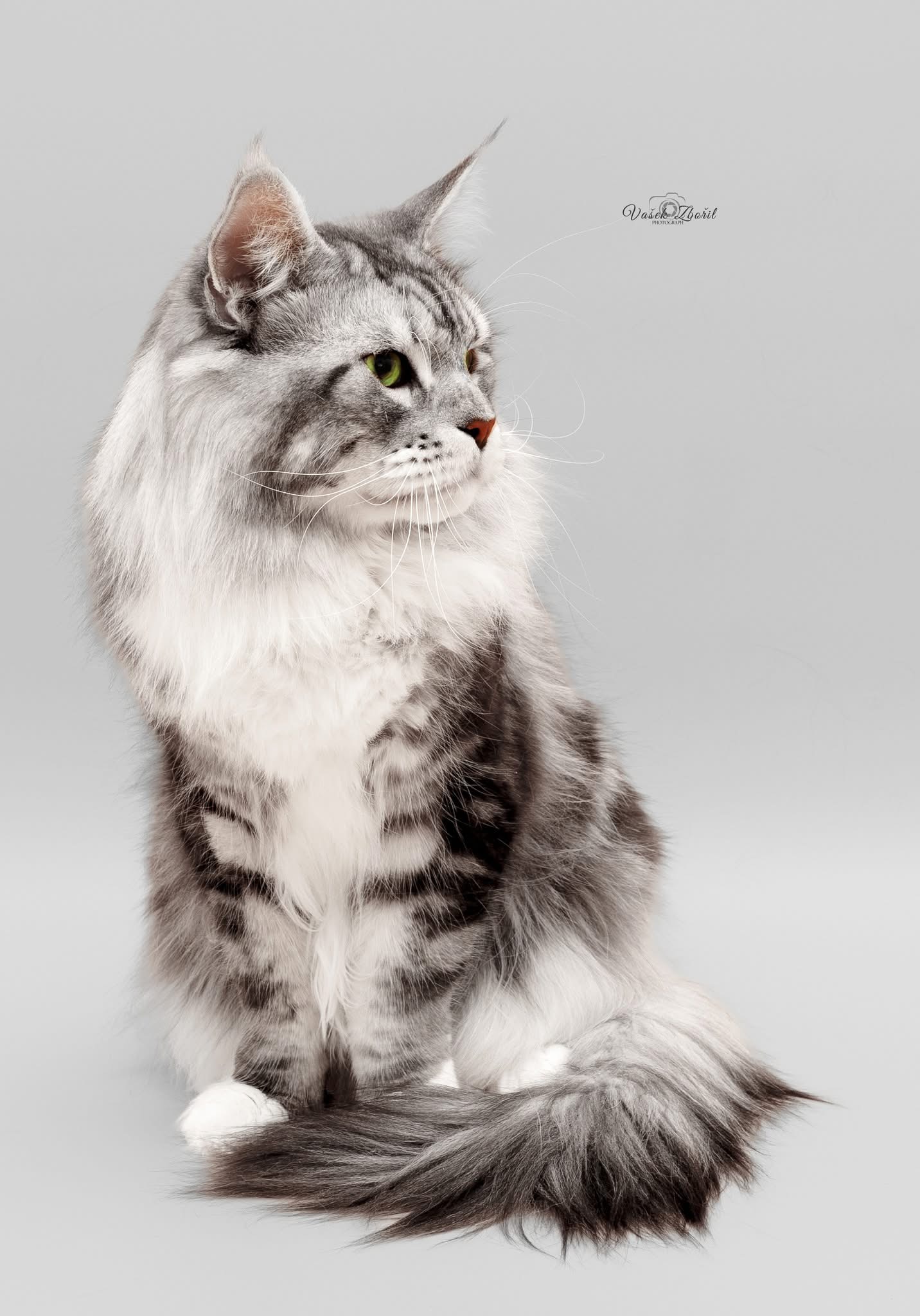 ICH. Ennio Morricone by Imagine Glamour