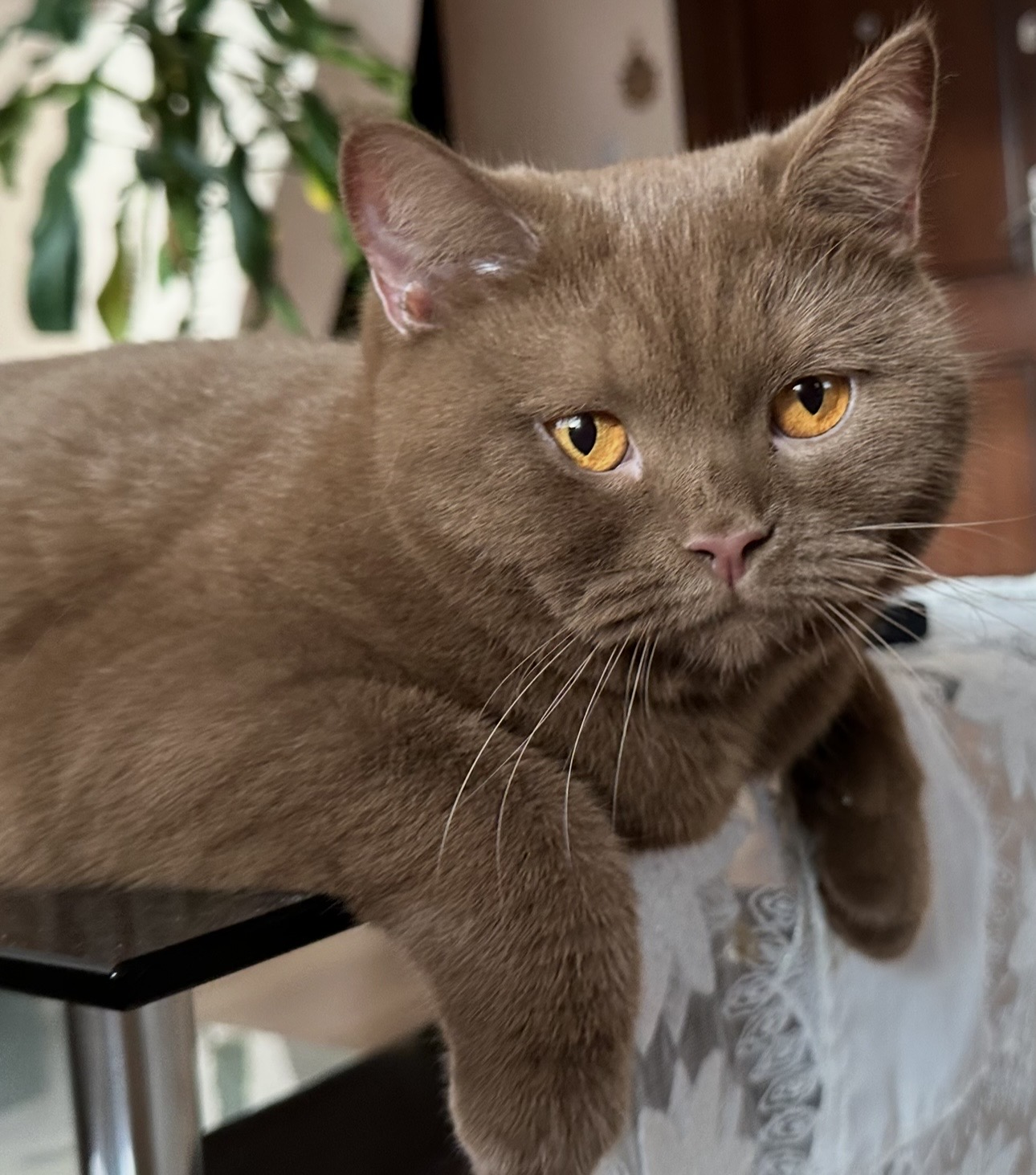 Shiliagas’s Elizabet