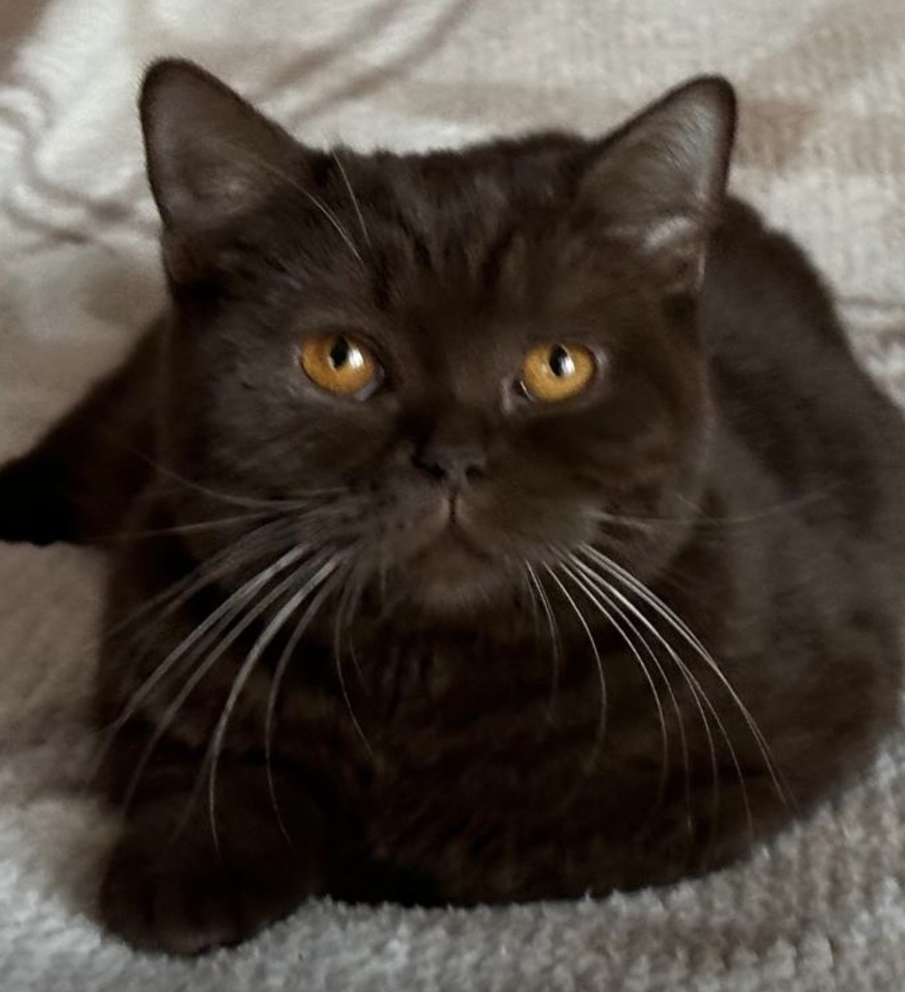 Okean Udachi Lizzy-Mokachina