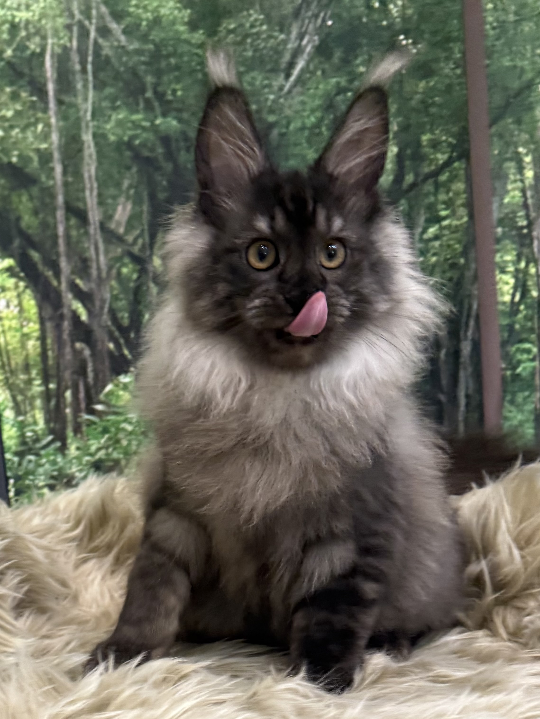 Master Zveroboy Dynastyalpha