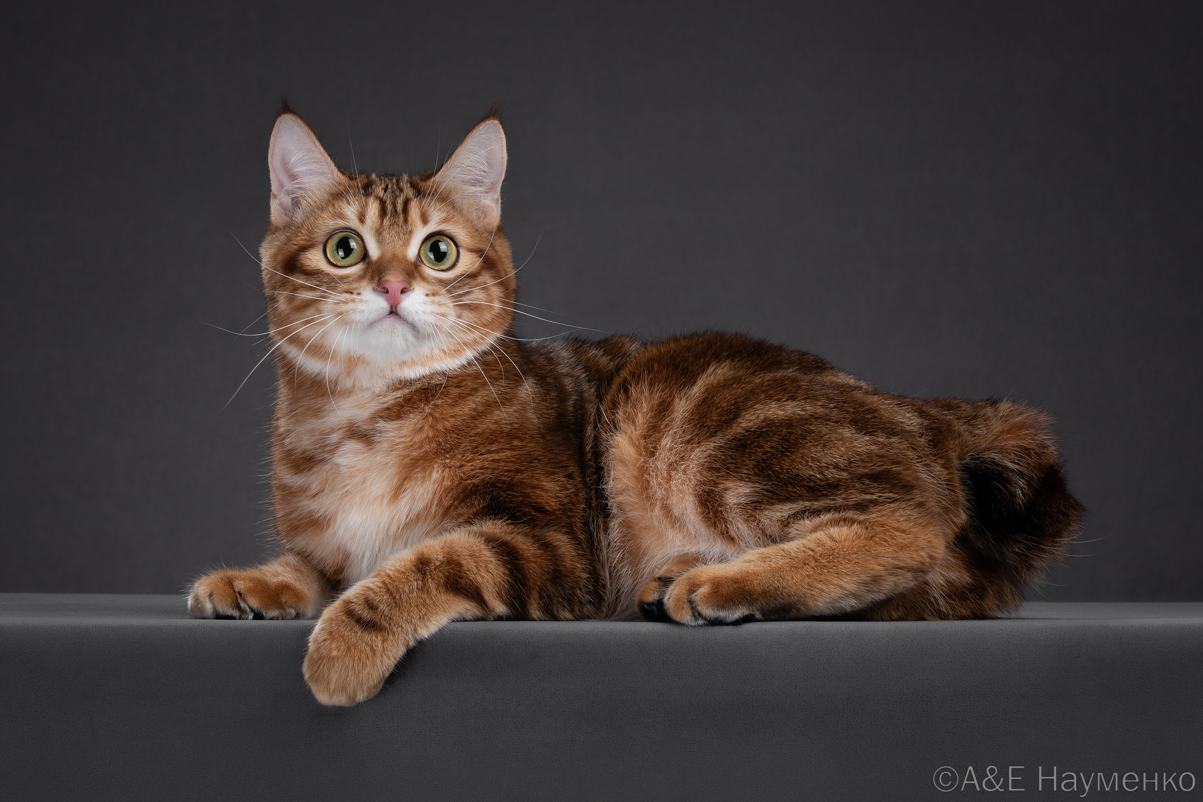 Aisha Moy Meow