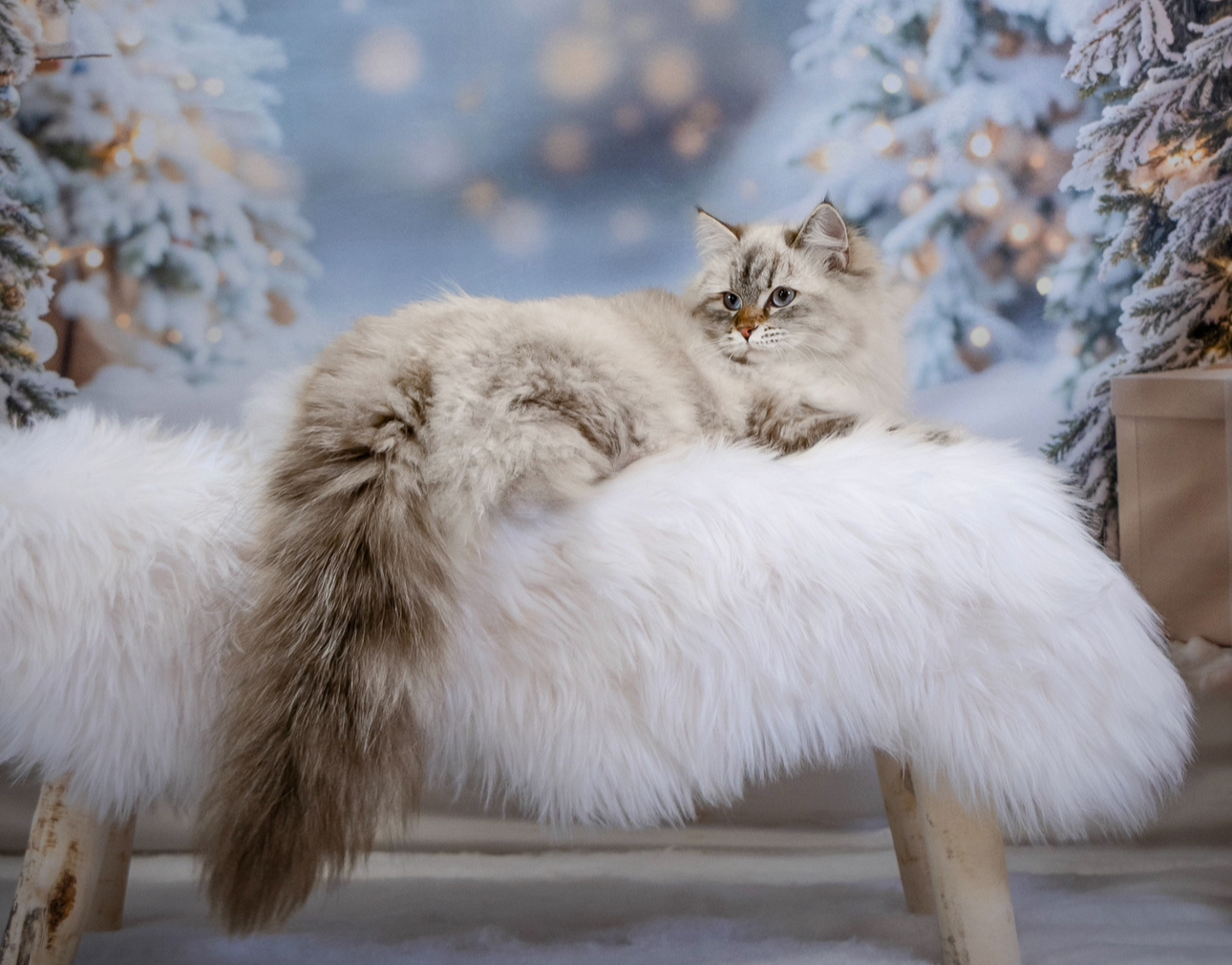 Alba du Mont d’Artémis