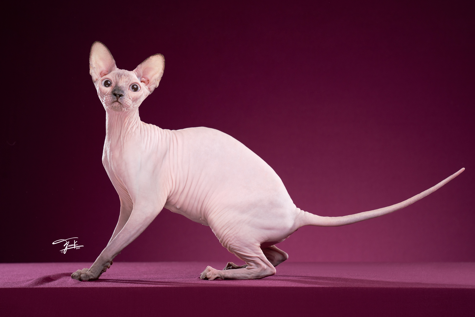 ICH. Irene of Karenula De febre