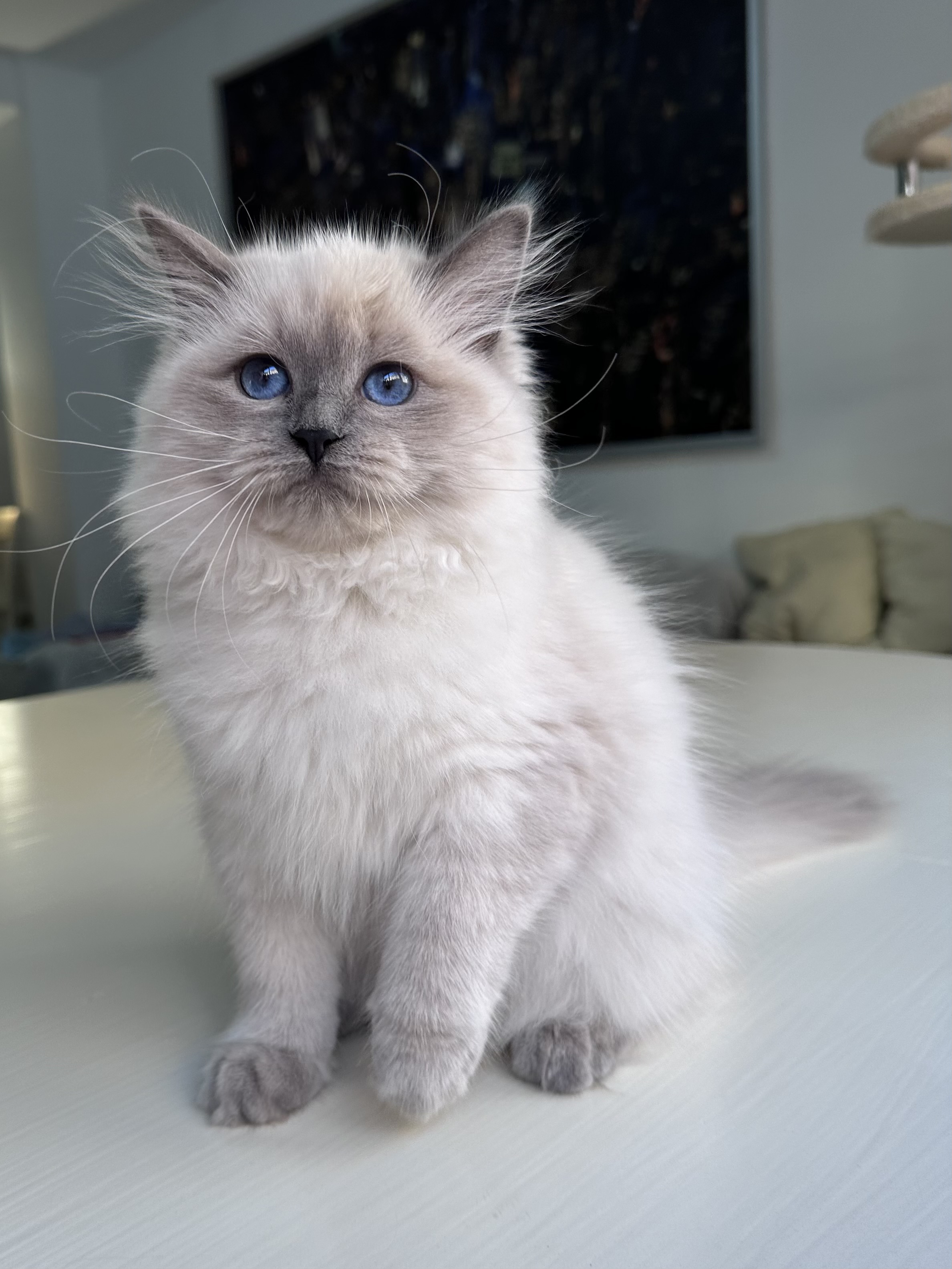 Jozefina BaLaVi de Siberia