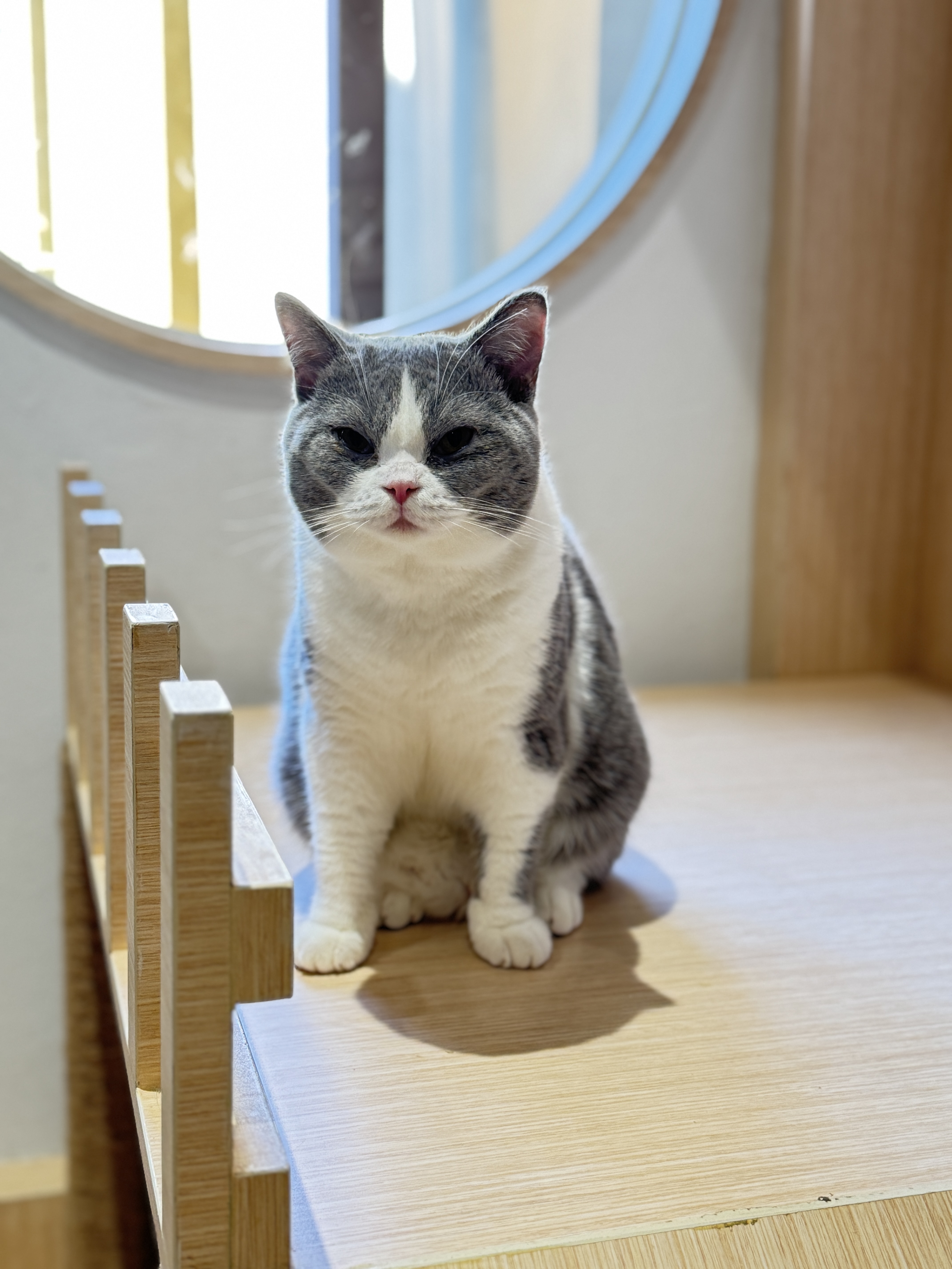 Showa Meowvibha