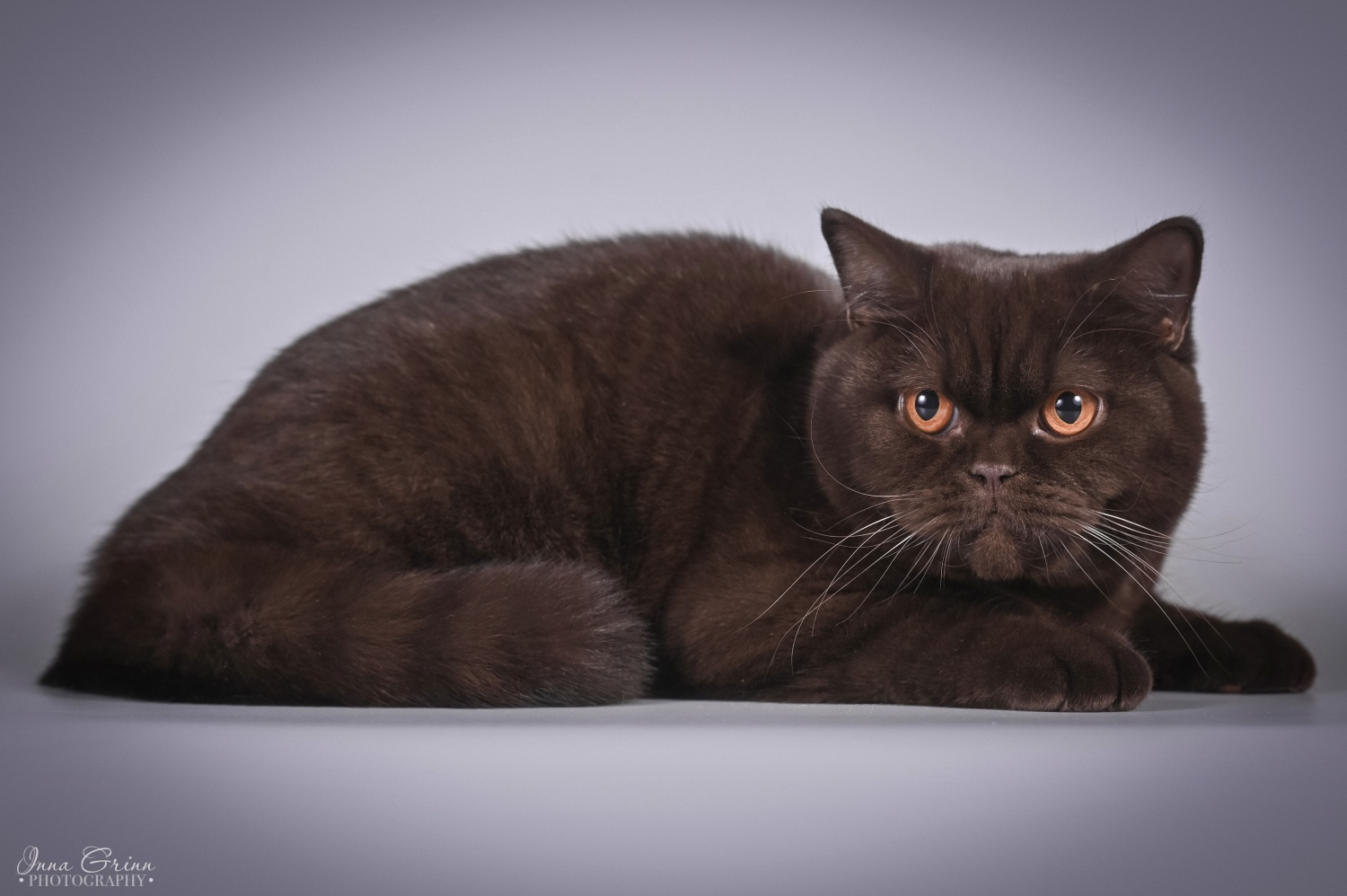 Charlotte of Invictus Lucas