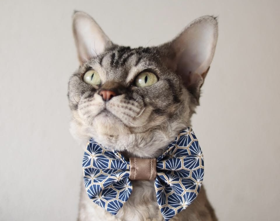 GICH. Best Show *ru Dynamite