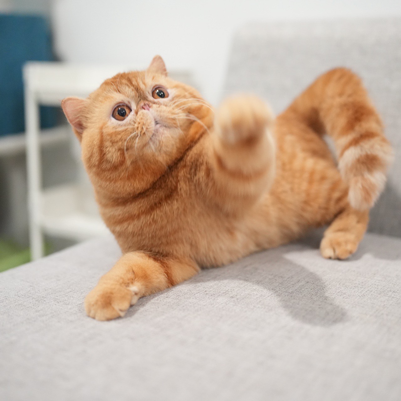 CATROPHILE TANGERINE