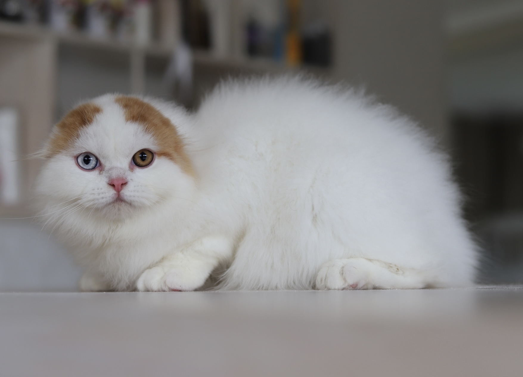 Ch. Due Sicile Onekh