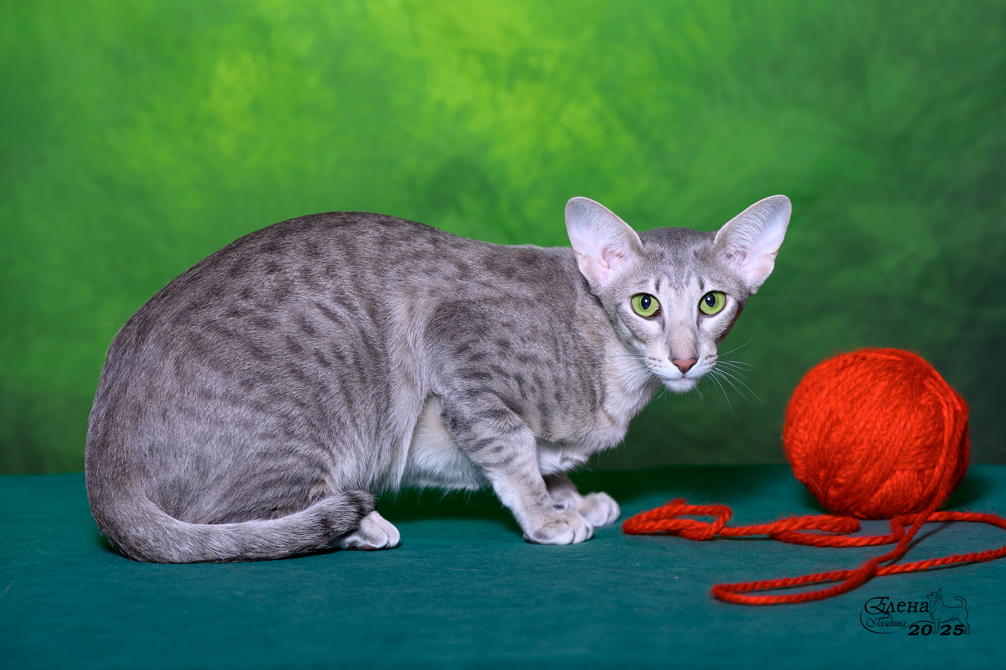 cat image