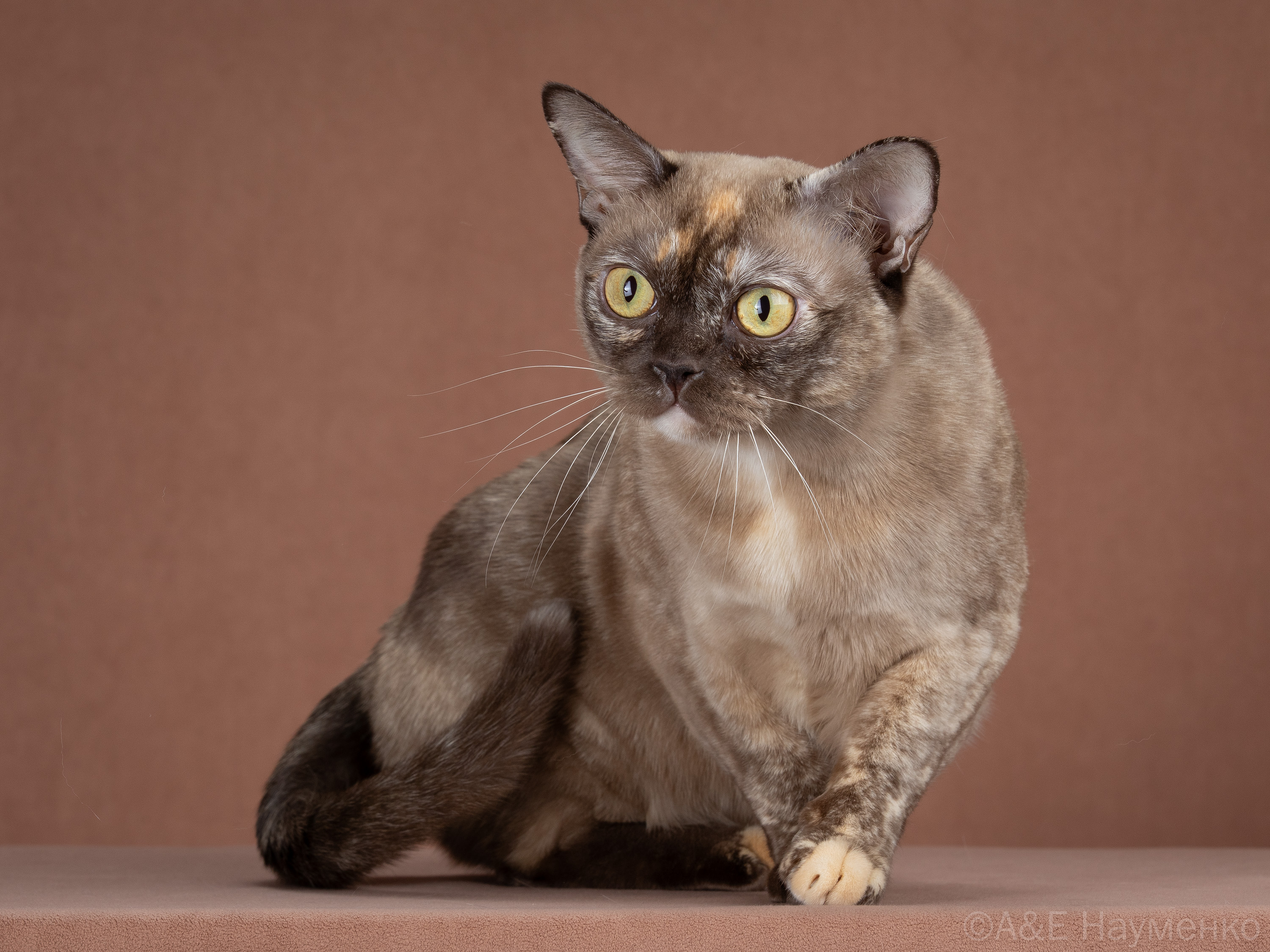 CH. WEIRD LADA BLUMARIN