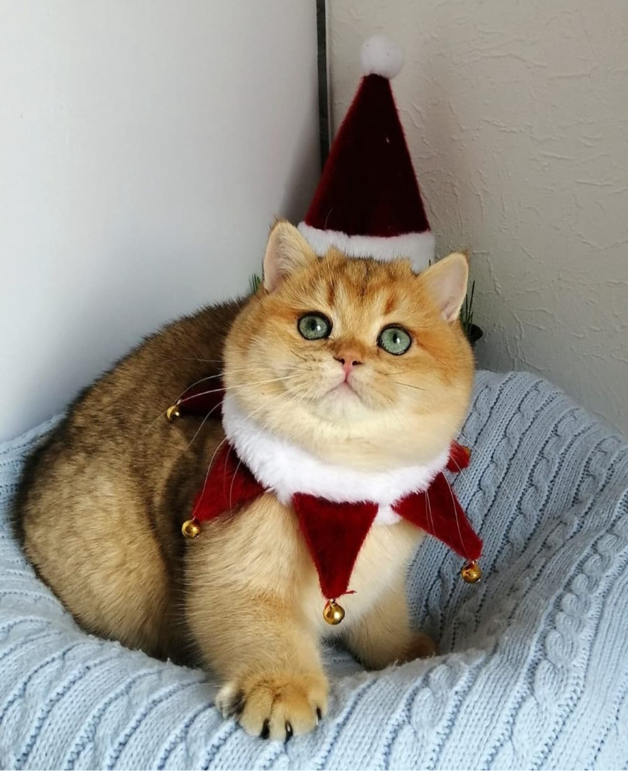 CH. Rare Color Ulrich of Zow Zow