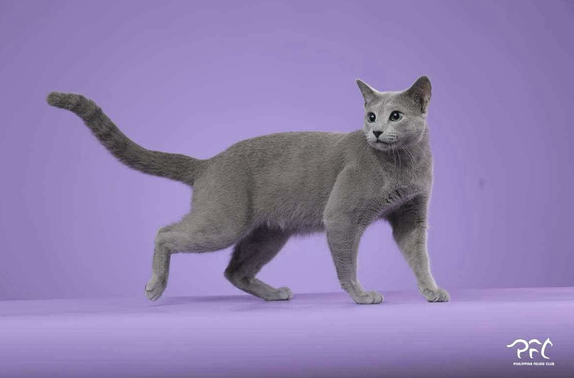 WCH. WCH, Peter Blue Cattleya*PL