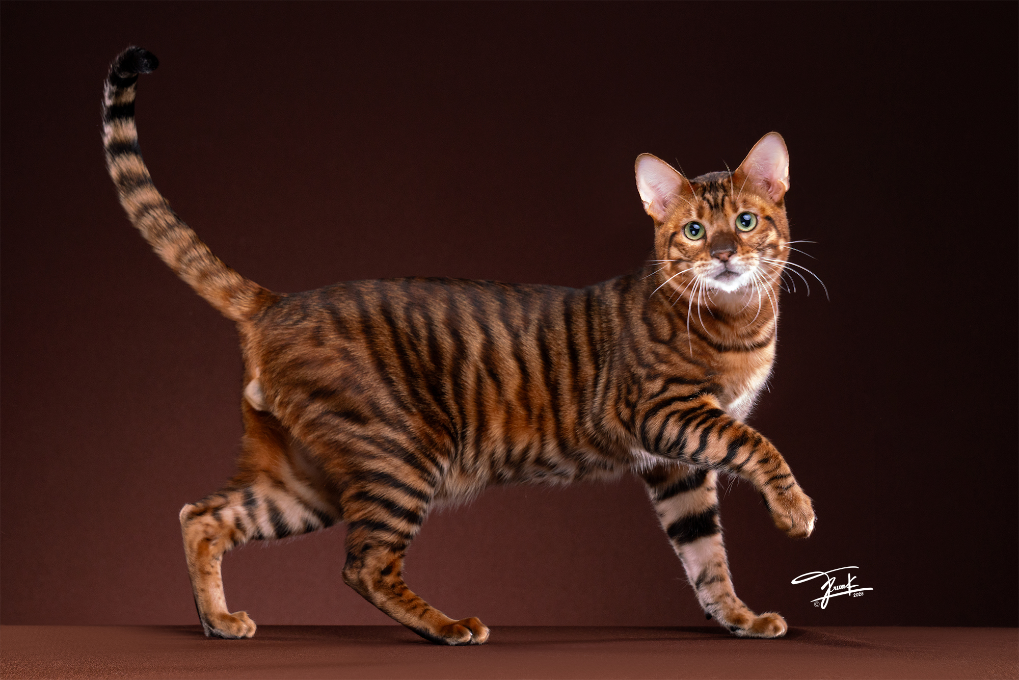 Urban Wild​ Corp​ Parker