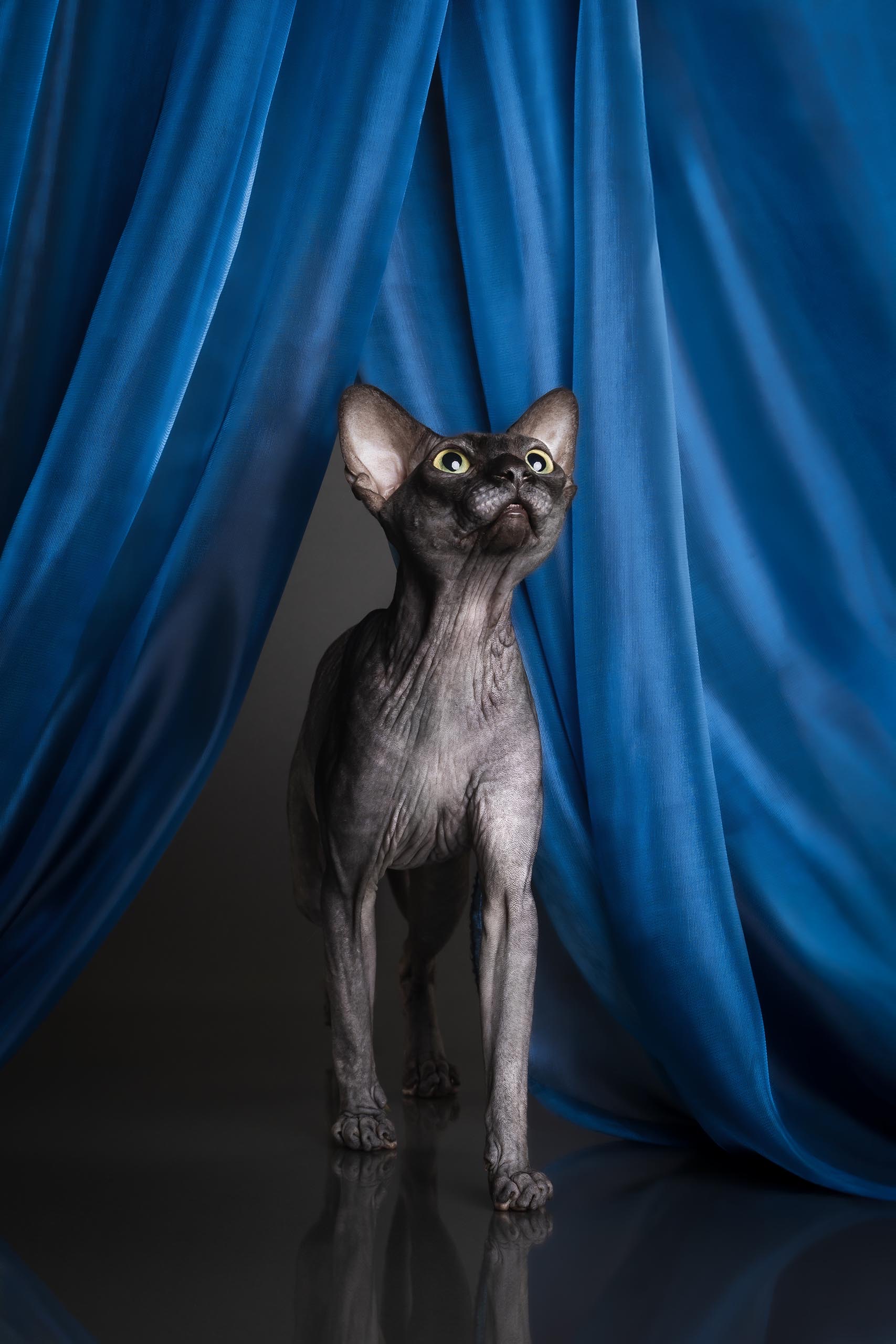 GECH. Naked Imperator Cooper