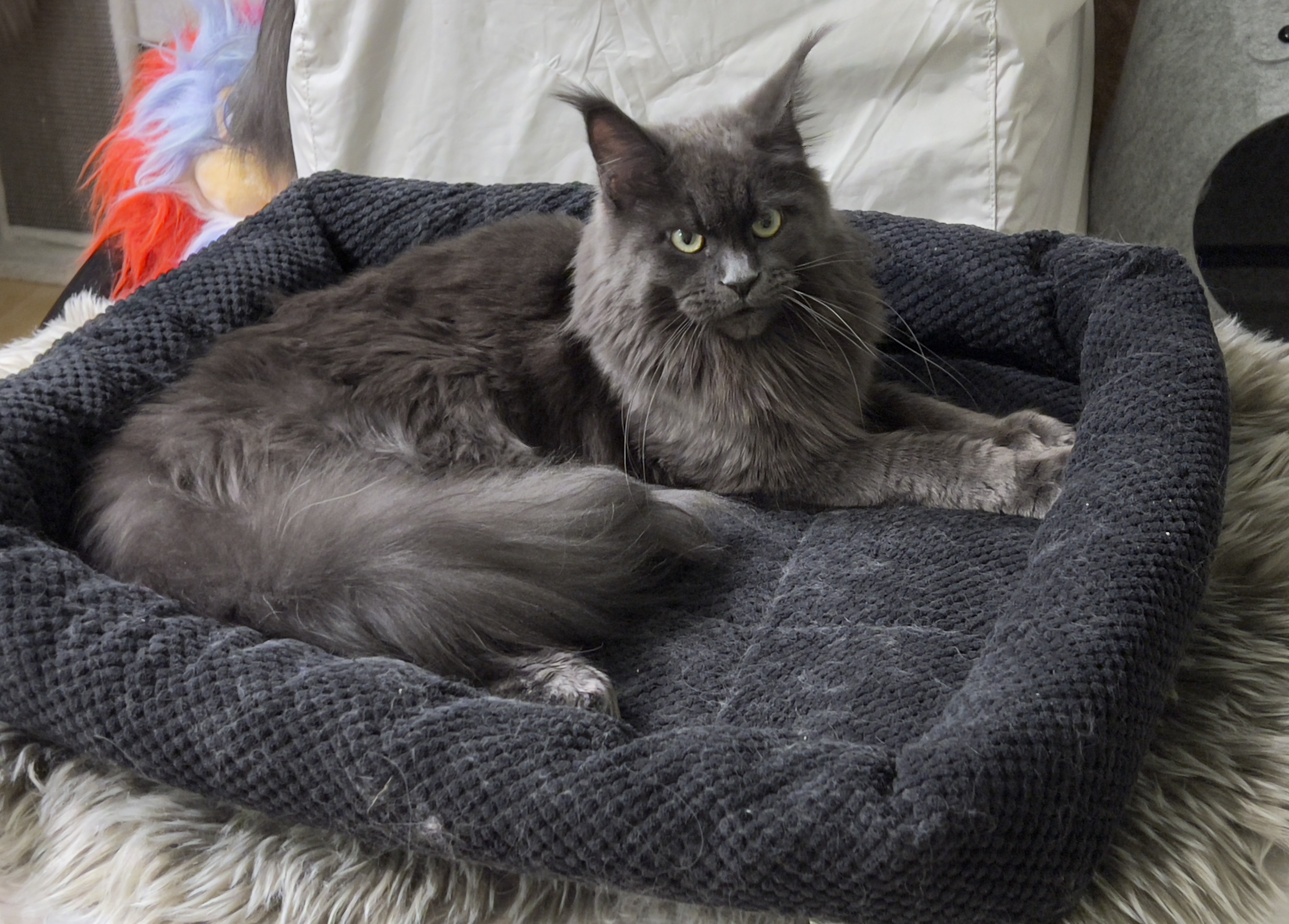 ICH. AlgriLynx*EE Archie