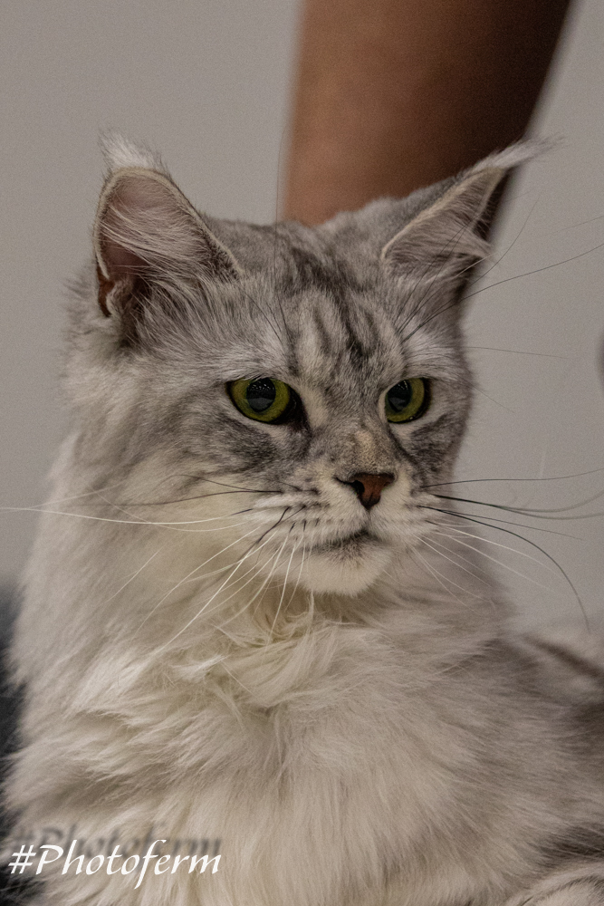 CH. Änga Cat`s Lilja